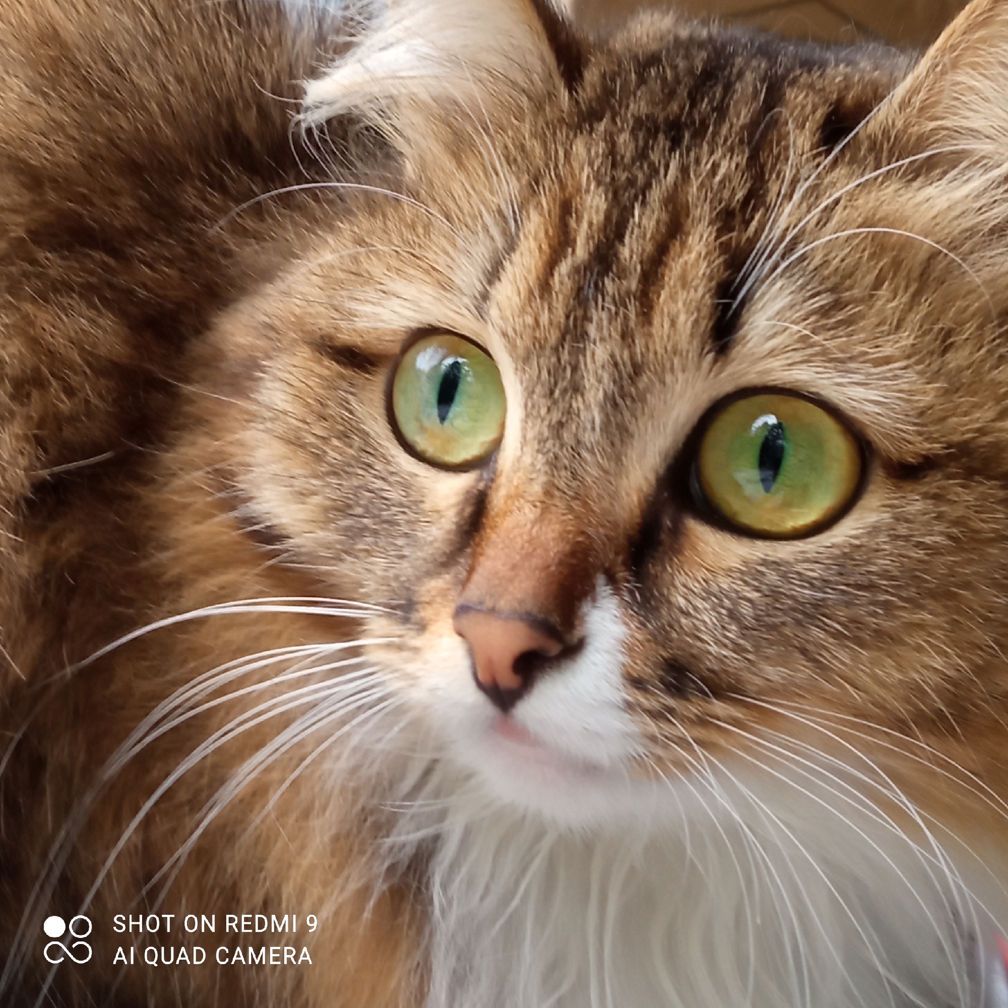 A close-up photograph shows the face of a brown and white tabby cat with striking green eyes. The cat's nose is pink and its whiskers are white and prominent. The fur appears to be long and fluffy. In the lower left corner, there is a watermark that reads "SHOT ON REDMI 9 AI QUAD CAMERA".
The image does not provide sufficient information to determine the location in Chaikovsky, Russia or any other specific details about people, subjects, objects, actions, interactions, and the environment beyond what is immediately visible in the photograph.
