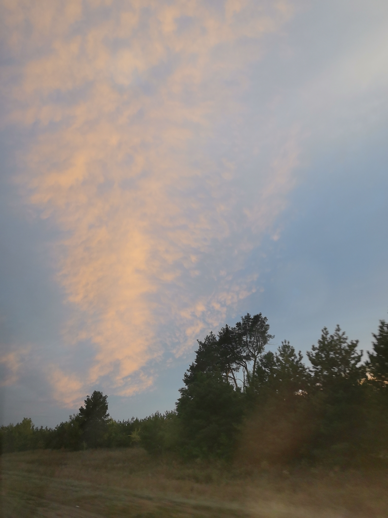 The image depicts a landscape scene with a sky filled with scattered clouds illuminated by soft, warm light, suggesting either sunrise or sunset. A line of evergreen trees, primarily pines, forms a dense barrier across the middle ground. The ground in the foreground appears to be a grassy field or meadow, with some areas of dry, lighter-colored vegetation. The overall impression is a natural, outdoor environment. The image does not contain any discernible people, specific urban structures, or actions. The location in Krasnoselovka, Russia, is not visually represented within the image itself.
