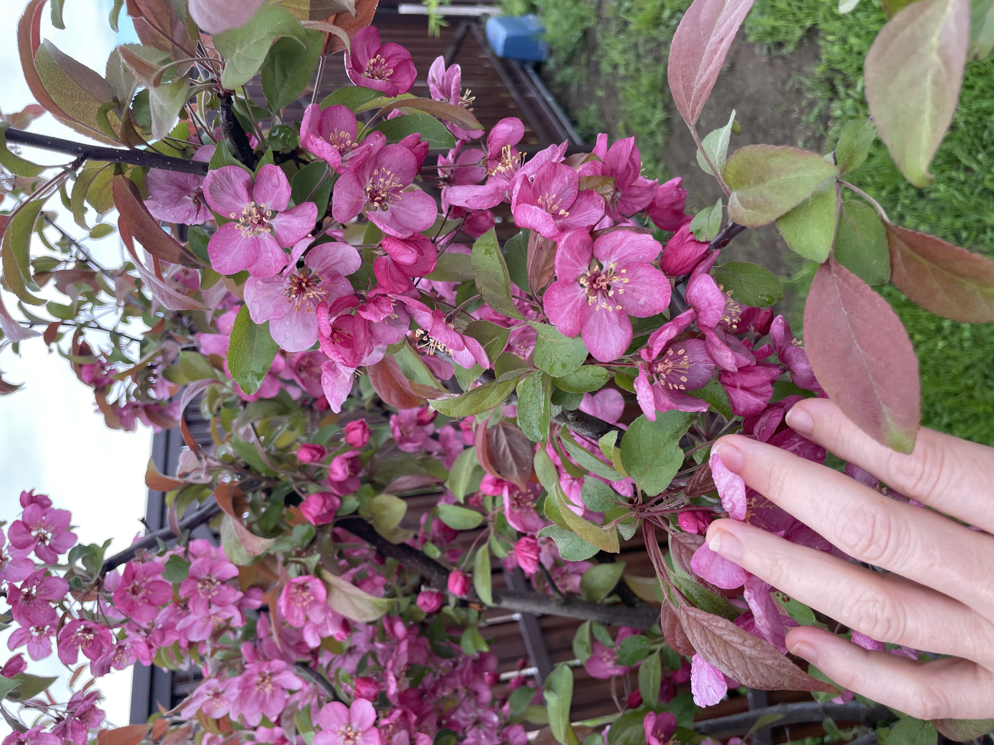 A close-up shot depicts a profusion of pink blossoms on a tree, possibly a flowering crabapple, interspersed with green and bronze leaves. A hand with fair skin and neatly manicured nails gently touches the flowers, suggesting a moment of appreciation or interaction with nature. The background features hints of a residential area, including a fence and glimpses of foliage, indicating a garden or park setting in Solov'evka, Russia. The presence of moisture on the petals suggests the photo was taken after rain or dew.