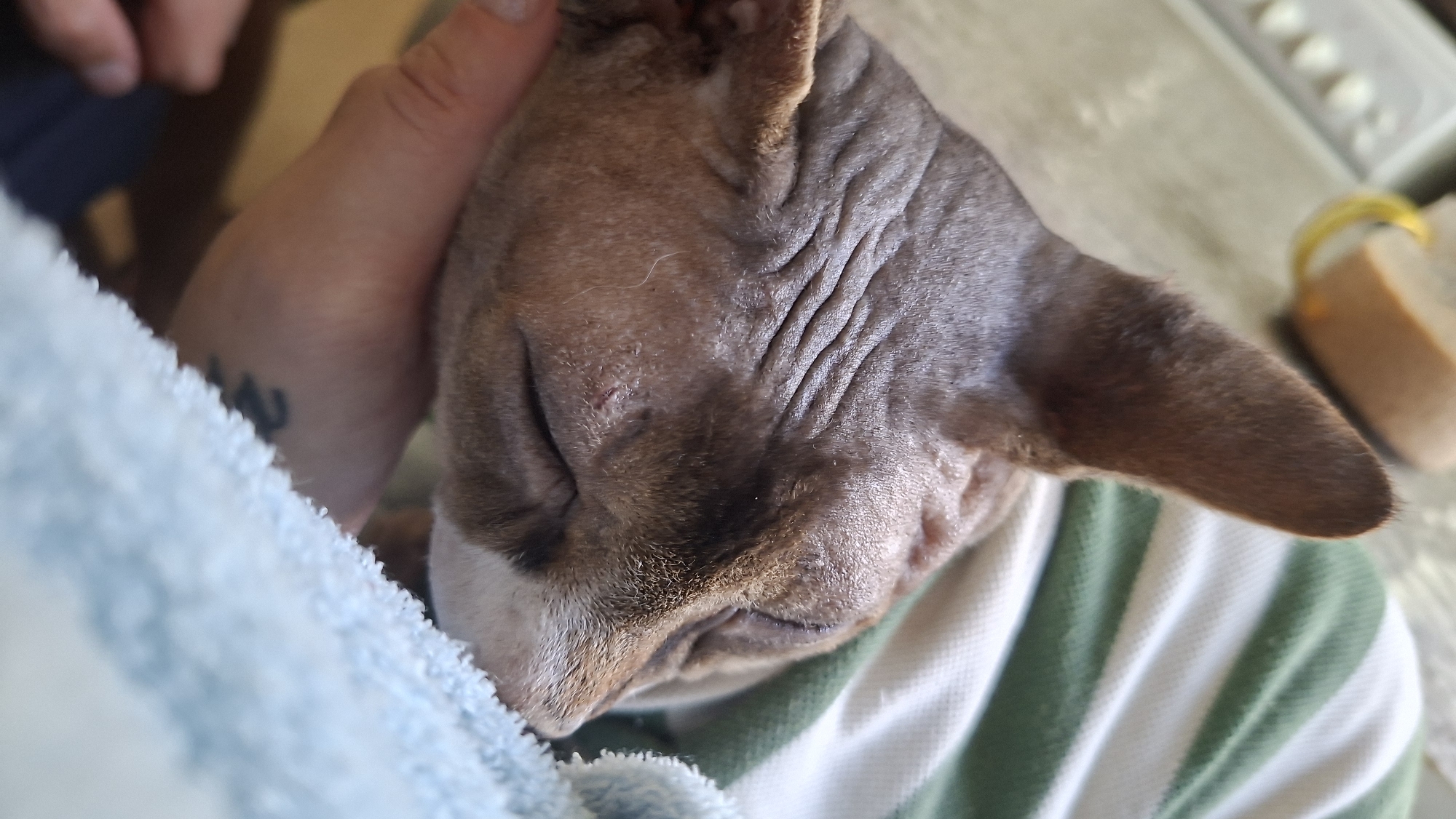 A close-up, eye-level shot captures a hairless dog with wrinkled skin resting its head on a person's hand, which has a tattoo visible on the wrist. The dog is nestled within a light blue, fuzzy blanket, with a green and white striped garment partially visible behind it. In the background, out of focus, a mug with a yellow handle sits on a surface. The scene appears to be indoors, likely in a residential setting. The city of Myadzyel, Belarus, is not discernible from the visual information provided in the image.