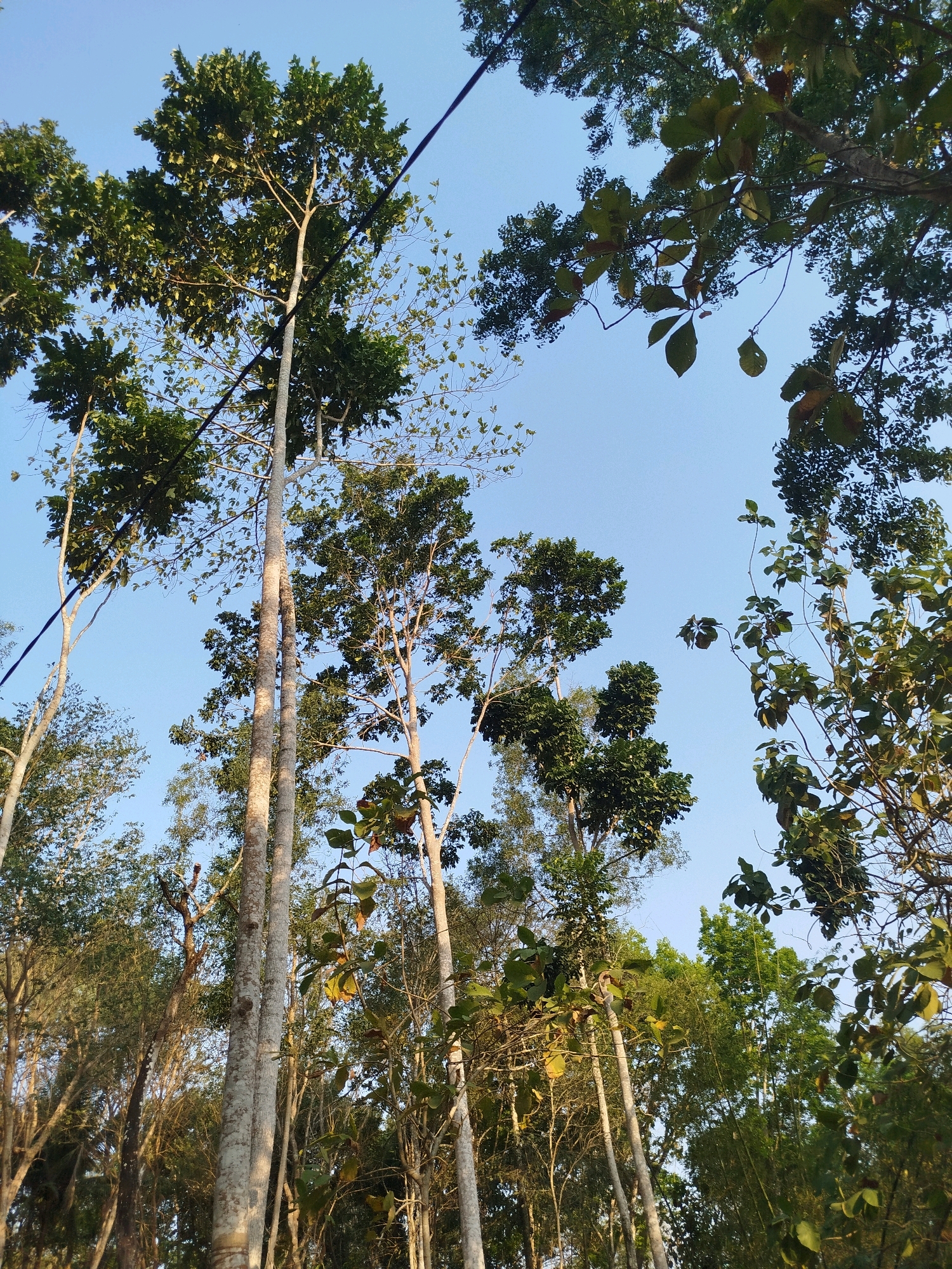 The image shows a low-angle view of tall trees against a clear blue sky. The trees have light-colored bark and lush green foliage. A dark wire, likely a power line, is visible diagonally across the upper portion of the image. The scene appears to be an outdoor environment, possibly a park or a wooded area. The location is identified as Kedungwaru, Indonesia. No people, actions, or interactions are depicted.