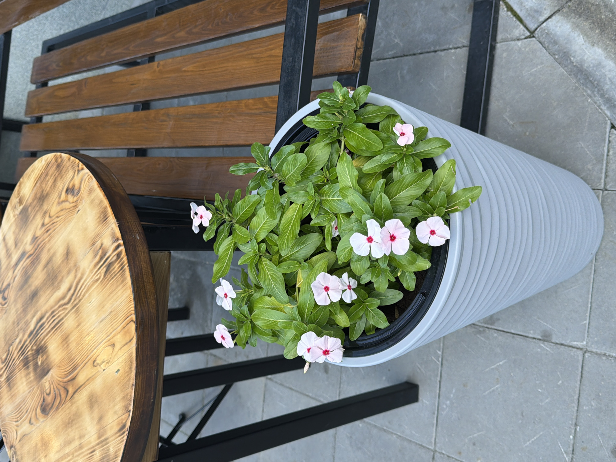 A white planter filled with blooming pink flowers sits on a paved outdoor patio. The planter is ribbed and tapers upwards. Behind the planter is a wooden bench with black metal legs. To the left of the planter is a black metal table leg supporting a round wooden tabletop with a burned wood grain pattern. The scene appears to be an outdoor seating area, possibly at a cafe or restaurant, located in Yekaterinburg, Russia. There are no people visible in the image.