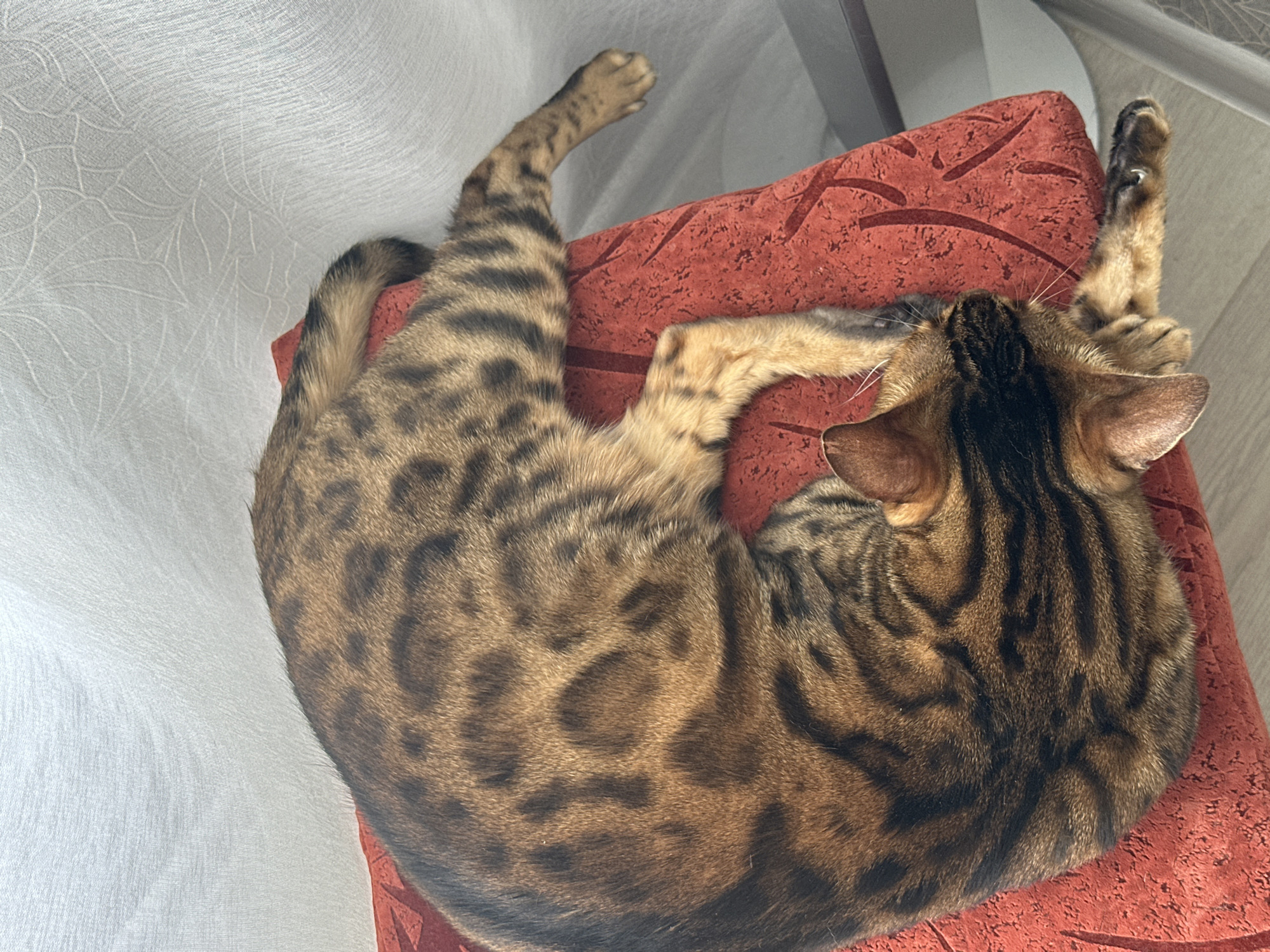 A Bengal cat is curled up and sleeping on a red textured surface. The cat's fur is a mix of brown, black, and tan with distinct rosettes and stripes. Its head is tucked in, and one paw is extended. The red surface appears to be a cushion or piece of furniture, possibly a chair or ottoman. Behind the cat, a white textured fabric, likely a curtain or blind, is visible. The environment suggests an indoor setting. No specific location in Energetik, Russia can be determined from the image.