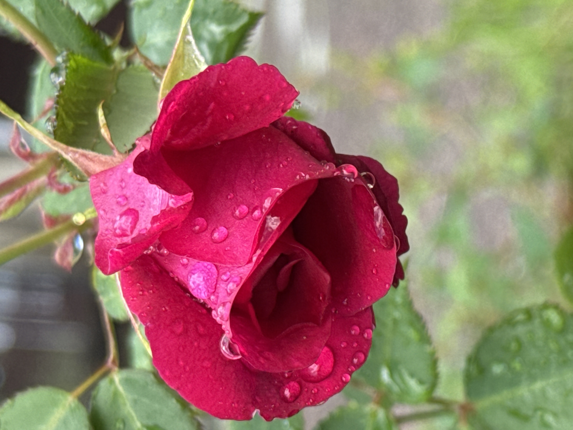 The image is a close-up, eye-level, vertical shot of a deep pink rose, likely photographed in Steklyannyi, Russia, due to the context provided. The rose is slightly wilting, with its petals curled inward and covered in numerous clear water droplets. Some droplets are large and spherical, while others are small and scattered. The rose is attached to a stem with green leaves, which also bear water droplets. The background is softly blurred, showing a mix of green foliage and a light greyish-brown indeterminate surface, possibly a wall or pavement, suggestive of an outdoor urban or garden setting. The lighting appears to be natural, possibly overcast, given the even illumination and lack of harsh shadows. No people or animals are visible in the frame.