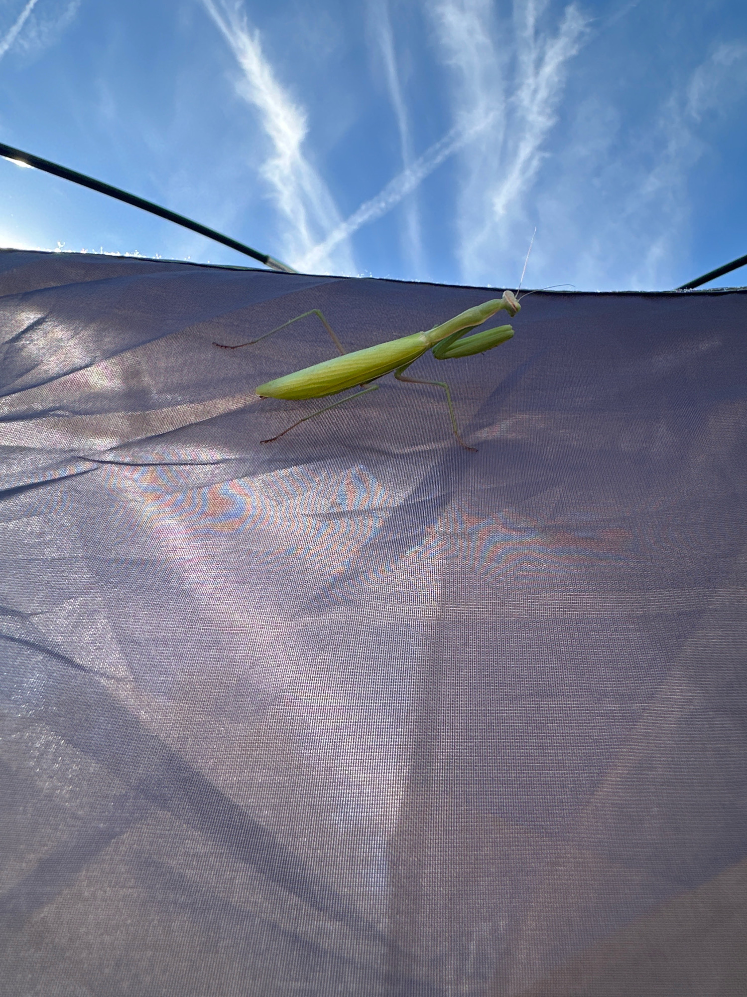 A green praying mantis is perched on a dark purple fabric, possibly a tent or umbrella. The fabric is stretched taut, creating a slightly wrinkled surface with areas of sheen and subtle rainbow-like iridescence due to light refraction. Above the fabric, a bright blue sky is visible with wispy white clouds and contrails from an aircraft, indicating an outdoor setting. The image is taken from a low angle, emphasizing the praying mantis against the sky. The scene is set in Cetinje, Montenegro, likely in a park or open area.
