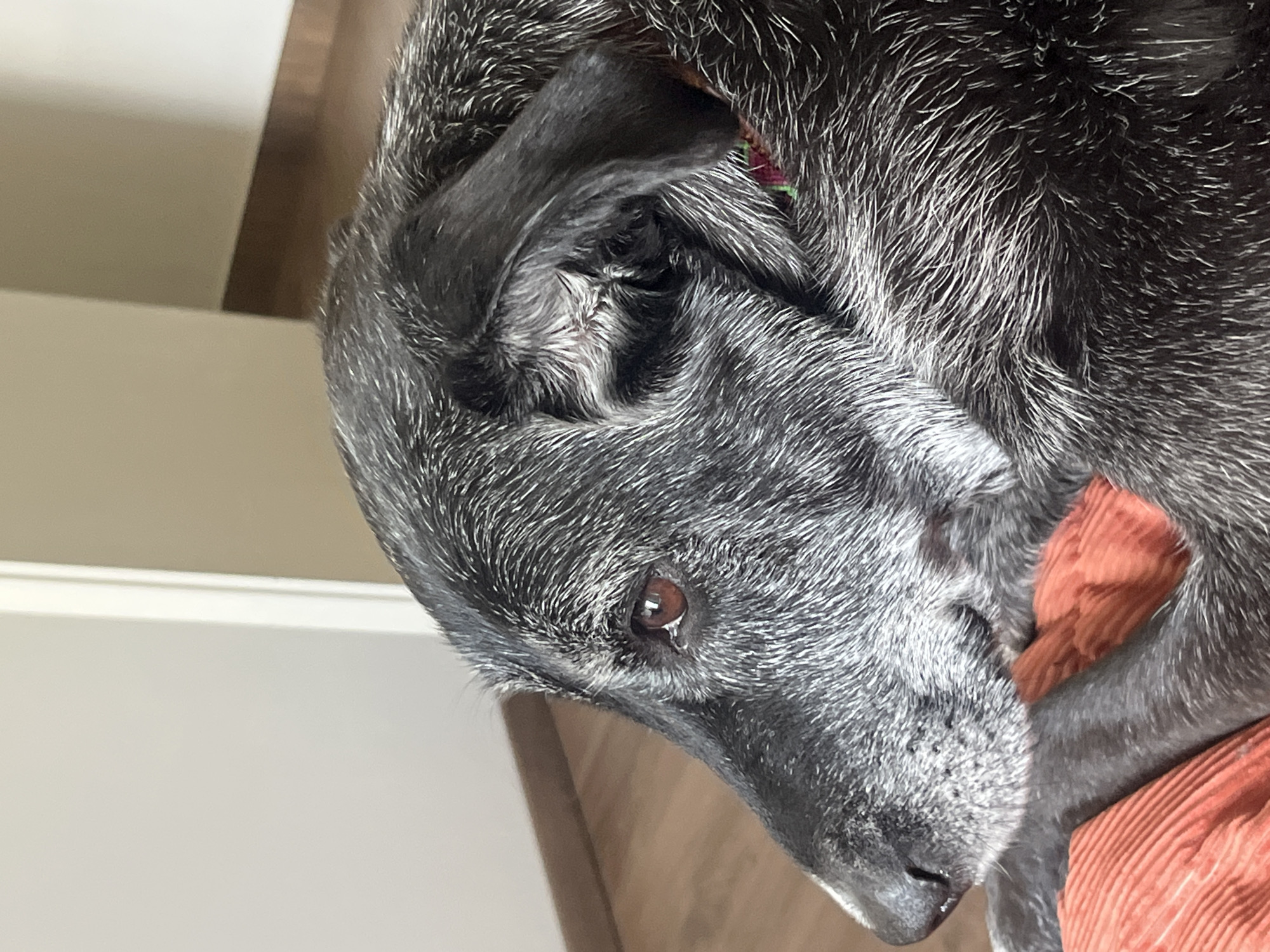 A close-up shot of a dog's head. The dog has short, gray and black fur. The dog's eye is visible and brown. Part of an orange textured object appears behind the dog's head, to the right. In the background, there is a tan wall and a strip of dark brown wood. No information suggests this photo was taken in Huixquilucan de Degollado, Mexico.