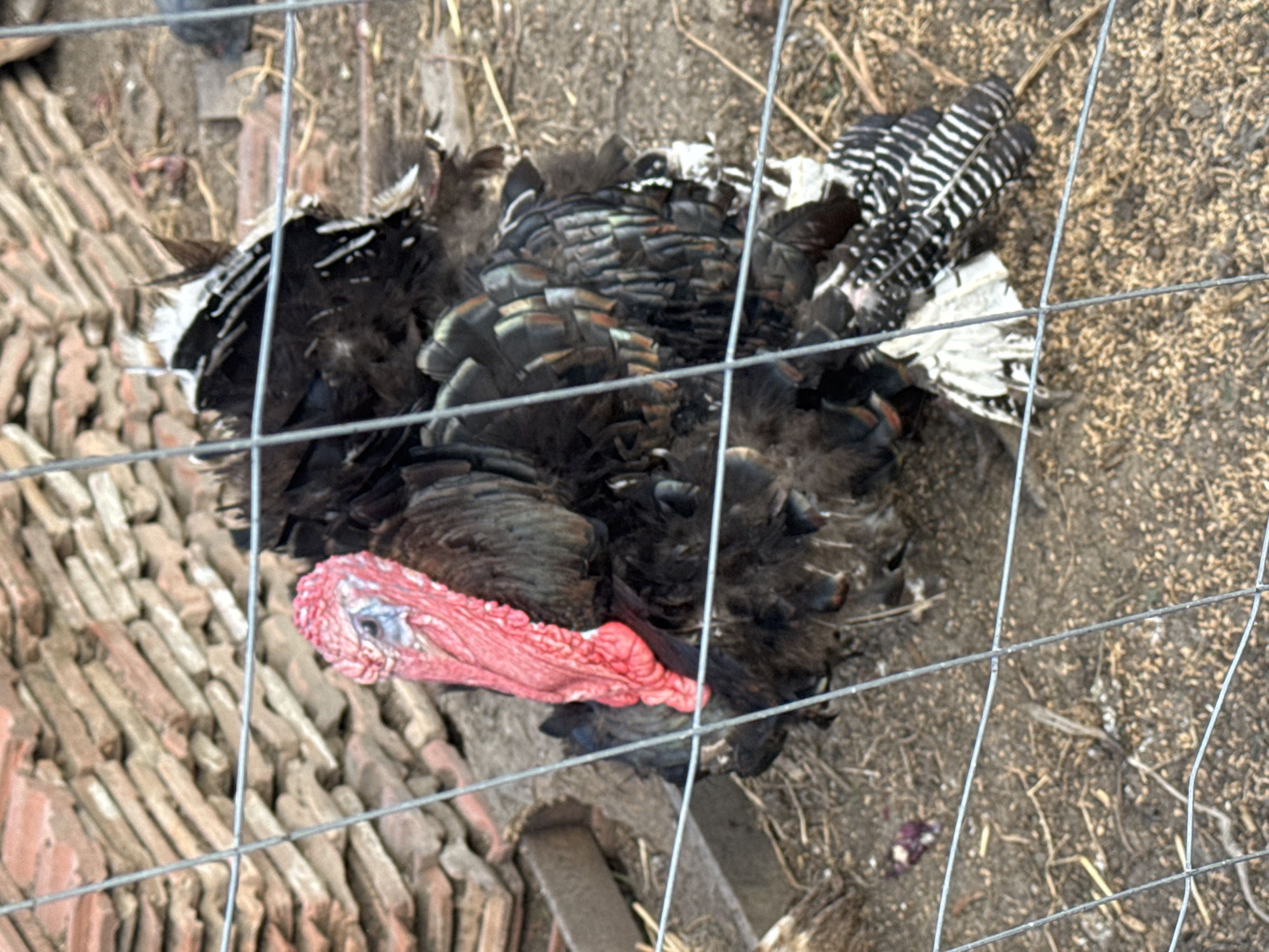 A dark-feathered turkey is visible through a wire fence in Sarnevo, Bulgaria. The turkey has a prominent red wattle and snood. In the background, a stack of terracotta roof tiles is piled against a rough surface. The ground is covered in dirt and scattered organic debris. The scene appears to be an outdoor enclosure, likely on a farm or rural property.