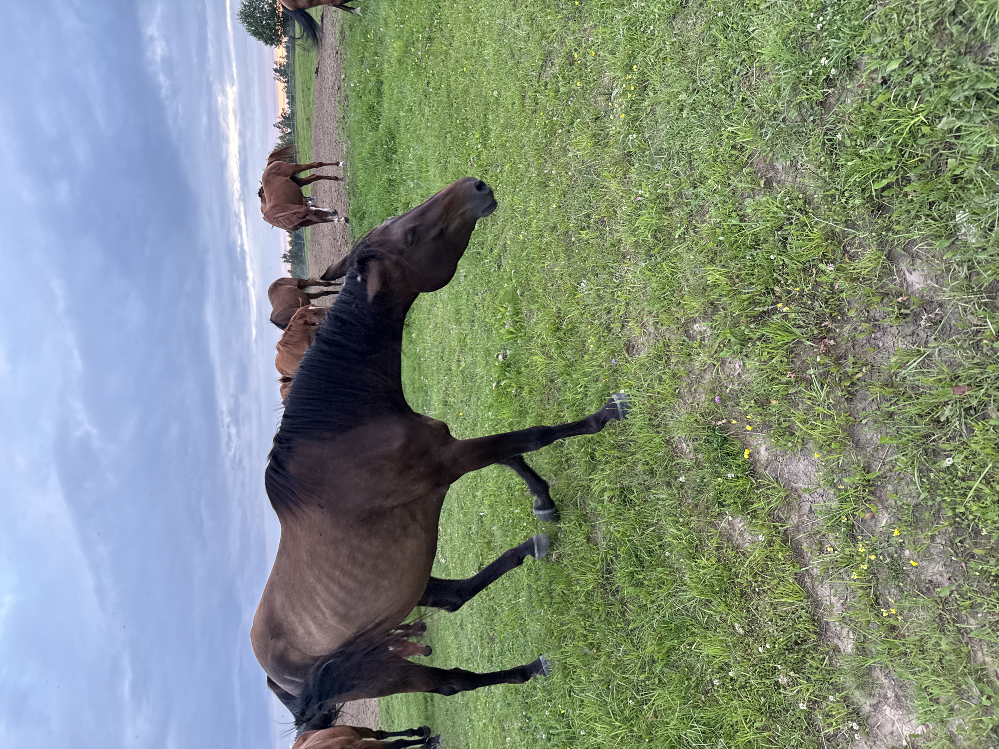 In Galinė, Lithuania, a herd of horses grazes in a field under a cloudy, dusky sky. The foreground is dominated by a bay horse with its head lowered, appearing to be nibbling at the grass. Its ribs are visible, suggesting it may be underweight. In the background, several other horses are scattered across the field, some standing and others grazing. The field is covered in green grass with patches of dry, cracked earth. A treeline is visible in the distance, and the horizon is faintly illuminated by the setting sun. The overall scene depicts a rural landscape at dusk with a focus on the horses in their natural environment.