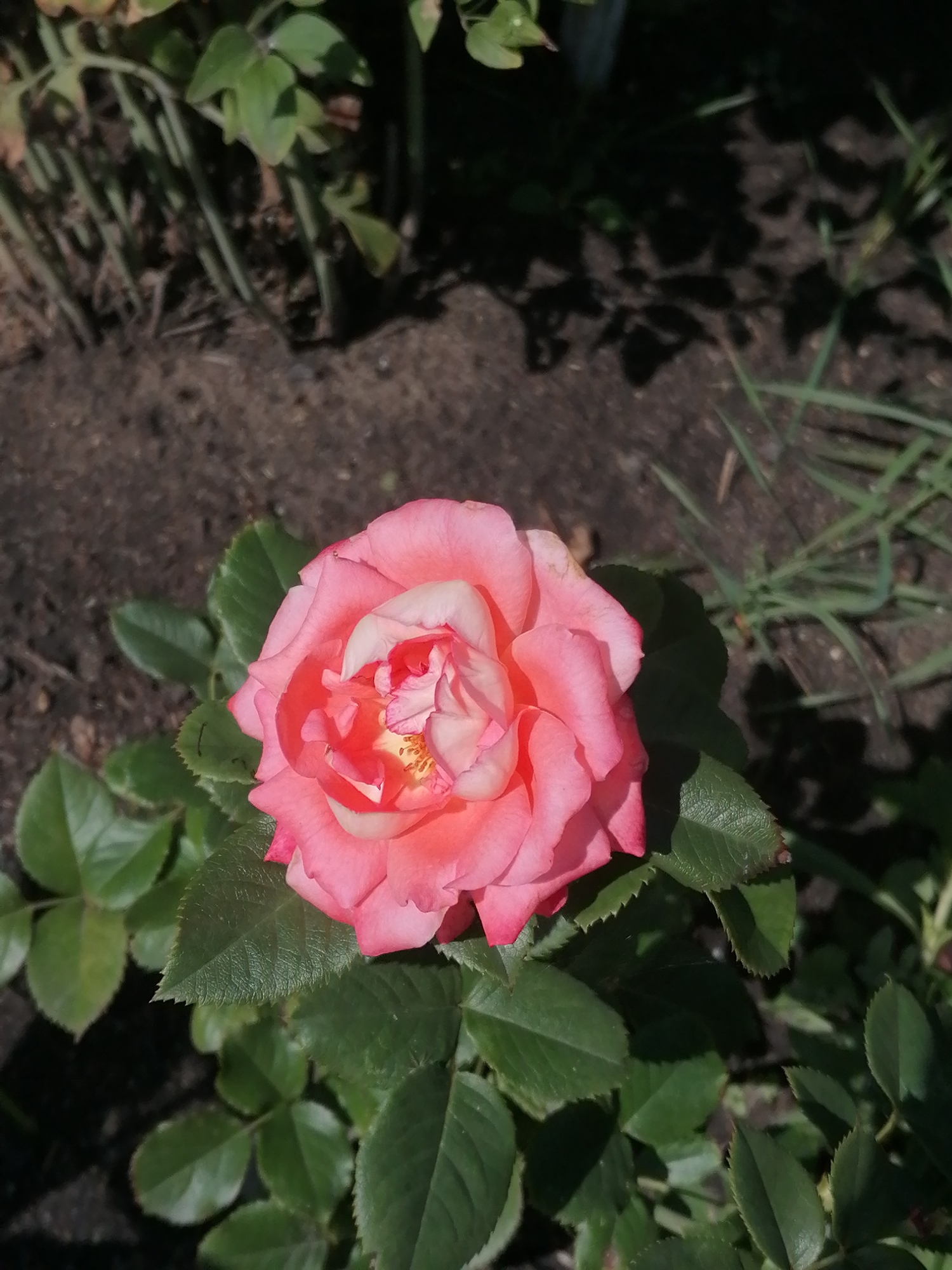 In the village of Mylnikovo, Russia, a single pink rose blooms amidst lush green foliage. The rose, positioned centrally in the frame, displays delicate petals with a gradient of color, transitioning from a soft pink at the edges to a lighter, almost white hue towards the center. Sunlight casts dappled shadows on the dark soil and surrounding vegetation, indicating an outdoor setting. The background is a blur of dark earth and green grass, suggesting a garden or natural area. No people or animals are visible in the scene.