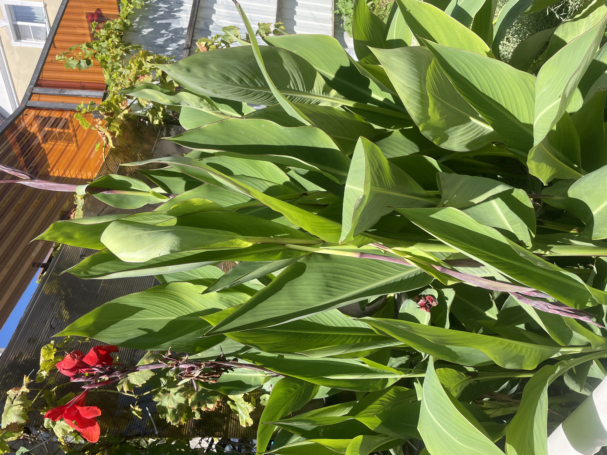 The image shows a close-up of a large Canna lily plant with bright green, broad leaves and a few red flowers. The plant is positioned outdoors, with a wooden structure and a building visible in the background. The scene is set on a sunny day, as indicated by the strong shadows cast by the leaves and the bright lighting. The location is specified as Baranovka, Russia. There are no people or animals present in the image, and no discernible actions or interactions are taking place. The focus is entirely on the Canna lily plant and its surrounding environment.