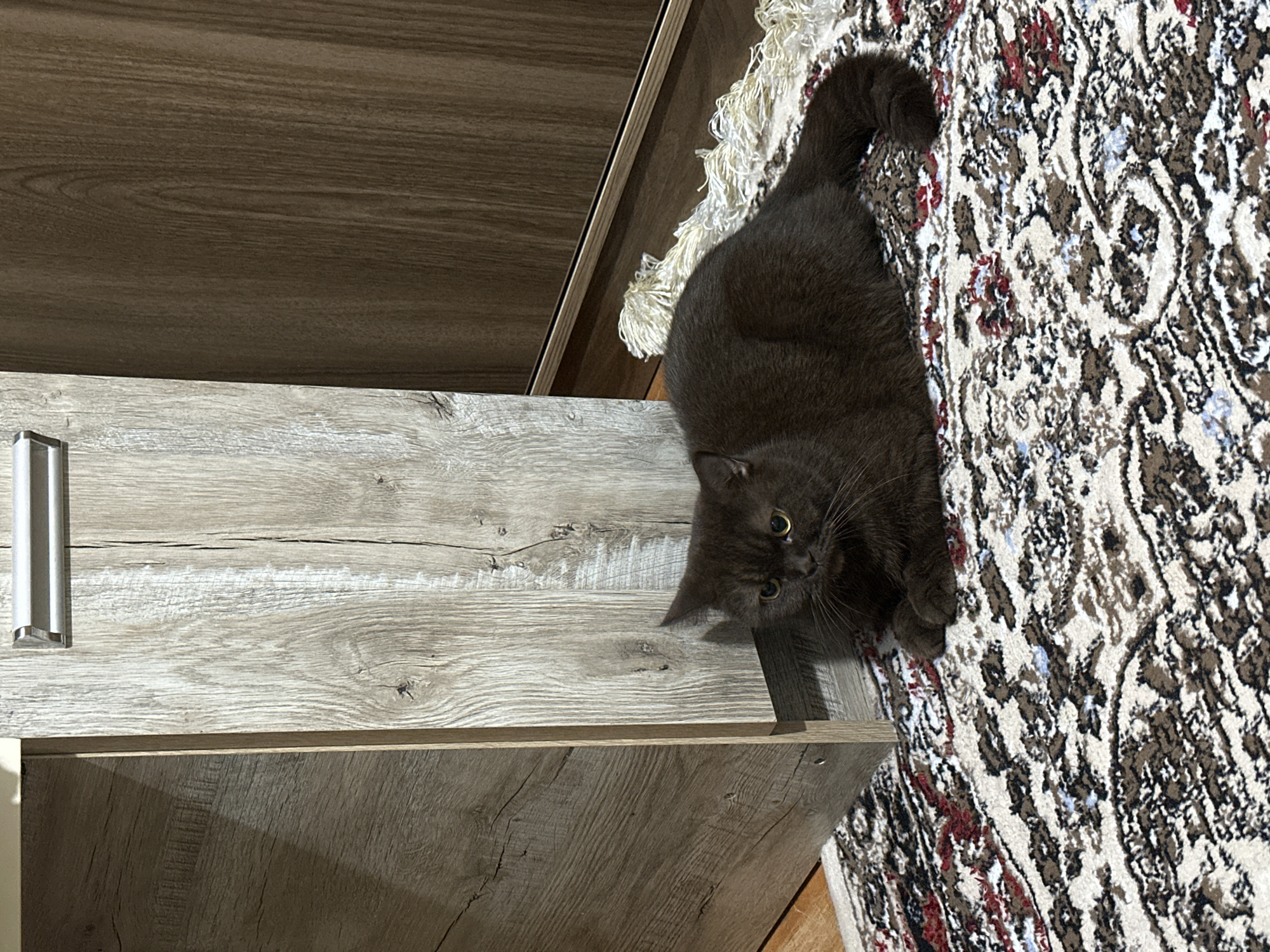 A dark brown cat with yellow eyes is lying on a patterned rug in front of a light-colored wooden cabinet. The cabinet appears to be made of particleboard with a wood-grain veneer. To the right of the cabinet, there is a darker wood-paneled wall. The rug has a complex pattern of beige, brown, and red. A white tasseled object is visible on the rug to the right of the cat. The overall scene suggests an indoor residential setting. The image does not contain any elements that would suggest a specific location within the city of Baku, Azerbaijan.