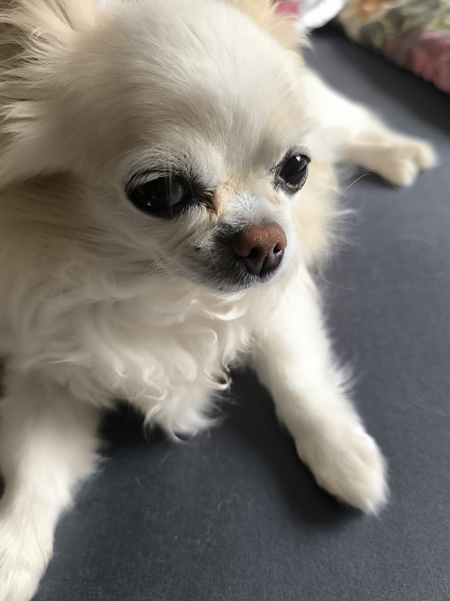 A close-up, eye-level shot showcases a fluffy, cream-colored long-haired Chihuahua lying on a dark gray surface, possibly a couch. The dog's head is slightly tilted to its left, with its dark, large eyes looking off to the side. Its nose is a prominent, light brown color with darker speckles. Wisps of fur frame its face and fall around its body. The background is blurred, with hints of muted colors suggesting a domestic setting. The image was taken in Dercekliai, Lithuania.