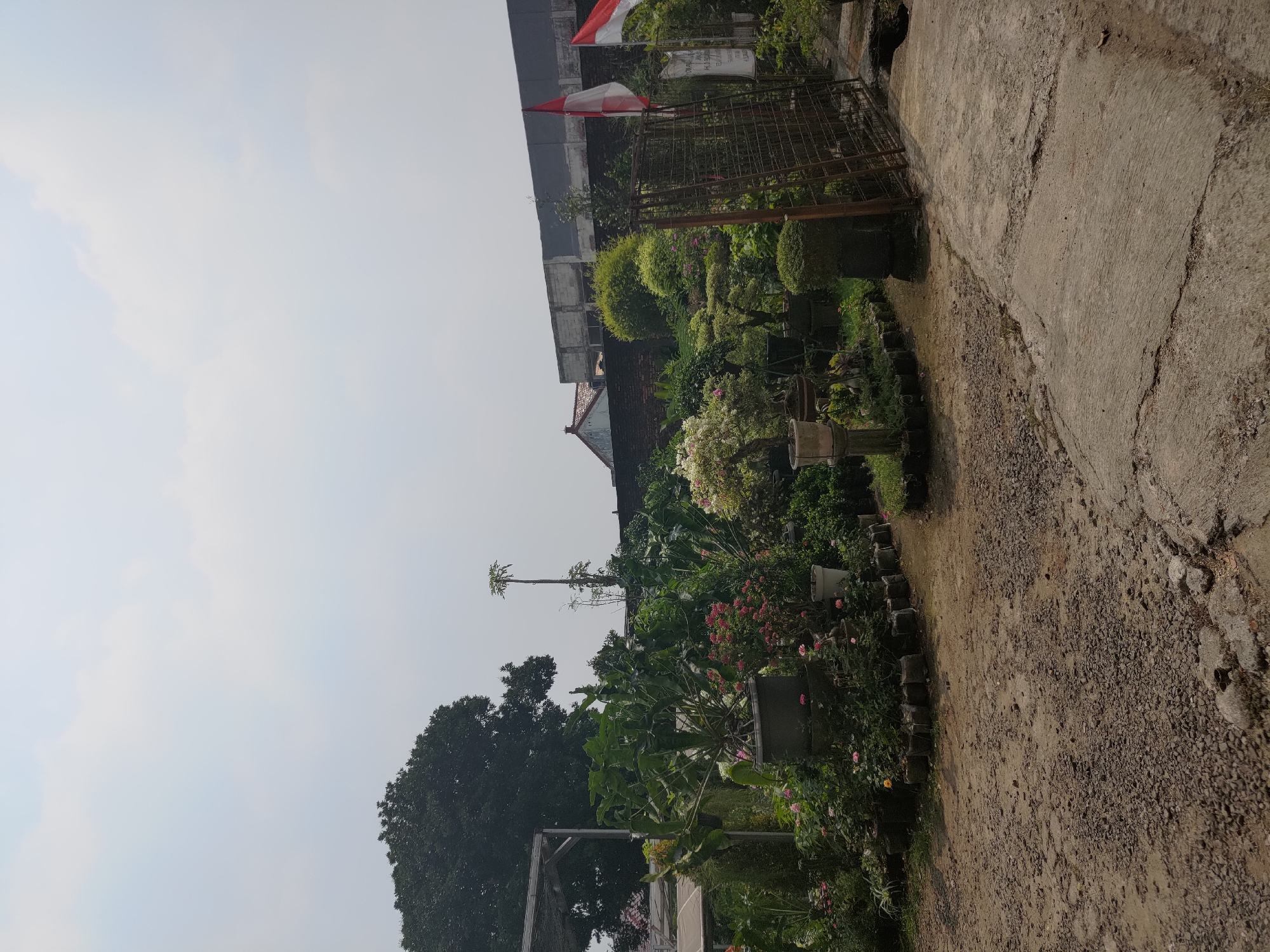 This is a vertical, eye-level, outdoor shot of a plant nursery in Depok, Indonesia, under a hazy, bright sky. In the foreground, a rough, grey concrete path with cracks leads into the frame from the lower right, transitioning to a gravelly dirt path. To the left of the path is a dense arrangement of potted plants, featuring various greenery and pink flowers. Some of the pots are large and dark grey, while others are smaller and bagged. A tall, thin plant resembling a papaya tree stands in the middle ground, with its leaves at the very top. Behind the plants, a dark, textured brick wall spans the middle ground, topped by a lighter-colored, weathered building with exposed brick and concrete sections. To the far right, two Indonesian flags, red and white, are visible, attached to a rusty metal fence. The background is dominated by a bright, overcast sky with visible cloud formations. A large, dark green tree is visible in the upper left quadrant, behind a structure with a dark, translucent roof. The overall scene depicts a well-kept nursery with a mix of natural and man-made elements.