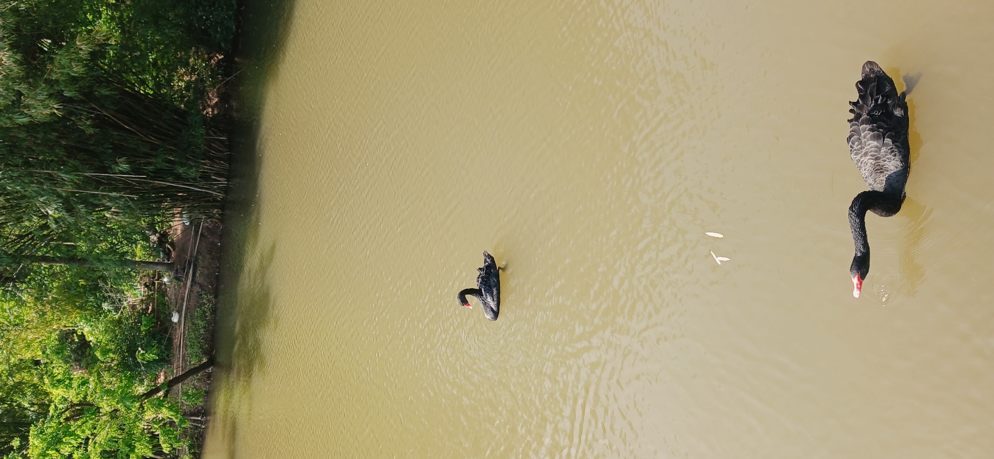 An aerial or high-angle shot captures a tranquil scene of two black swans swimming in a body of murky, greenish-yellow water. The water dominates the frame, while a verdant bank of dense vegetation runs along the left side. This bank is heavily forested with tall, slender, bamboo-like plants and other lush green trees, suggesting a natural or cultivated park-like environment.
Two black swans are the main subjects in the water. One swan, positioned closer to the viewer and towards the right, is gracefully gliding with its long, curved neck dipping forward. Its head, featuring a prominent red-tipped beak, is partially submerged in the water, indicating it is either drinking or foraging. Gentle ripples spread outwards from its head. The other black swan is further back and to the left, also swimming across the water, though less distinctly visible than the foreground swan.
The water's surface has subtle ripples and reflects a soft, even light, suggesting it is daytime with diffused lighting, possibly under an overcast sky or during the early morning/late afternoon. Several small, light-colored objects, likely leaves or petals, are seen floating near the closer swan. The overall ambiance of the image is one of calmness and natural beauty. The setting is located in the Chongqing High-tech Zone, China. There is no visible text in the media.