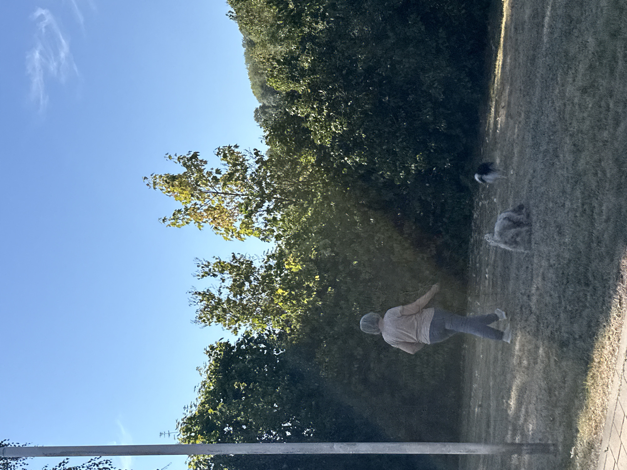 The image depicts a person walking two dogs in a park-like setting with a backdrop of dense green trees and a clear blue sky. The person, viewed from behind, is wearing a striped shirt and jeans and is walking on a grassy area. One dog, which appears to be a fluffy gray breed, is in the foreground, and another dog, smaller and black and white, is in the middle ground, slightly behind and to the right of the person. The trees are lush and full of leaves, suggesting a warm season, and the sunlight casts shadows across the grass. A utility pole is visible on the left side of the image. The scene is outdoors, with a paved walkway visible at the bottom left corner. The location is identified as being in the city of Walkenried, Germany.