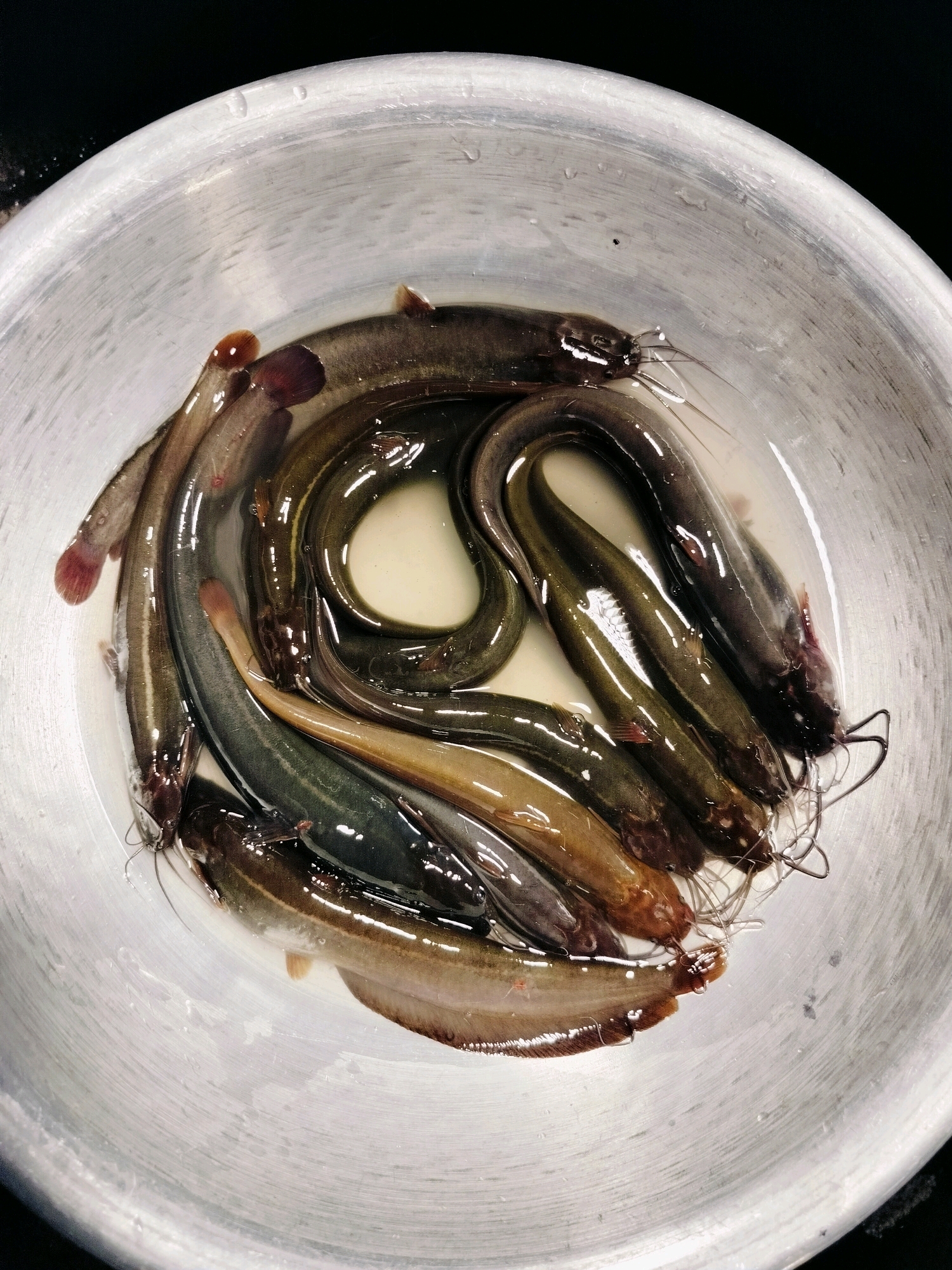 A top-down, medium shot captures a collection of small, dark-colored fish, possibly catfish, submerged in clear water within a weathered, aluminum basin. The fish, varying in length, are arranged in a somewhat chaotic, overlapping pattern, with their heads and tails clearly visible. Some fish have reddish fins, while others exhibit a lighter, tan coloration along their bodies. The basin's metallic surface is marked by numerous circular scratches, indicating its age and frequent use. The background is a stark, solid black. This scene is likely from a local market or household preparation area in Dhaka, Bangladesh, where fresh fish is a common commodity.