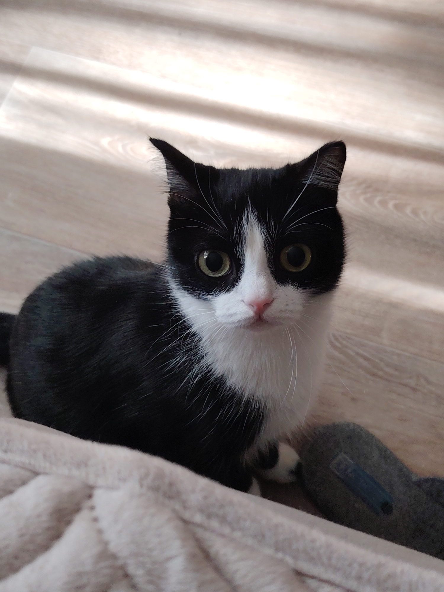 An indoor scene depicts a black and white domestic cat with greenish-yellow eyes and a pink nose, positioned centrally and looking directly at the viewer. The cat's fur is predominantly black, with a white blaze on its face, a white muzzle, chin, and chest, extending to its front paws. White whiskers are prominent. The cat is seated on a light-colored, possibly beige or tan, textured blanket that occupies the lower left and central foreground. To the right of the cat, a dark grey, soft object, possibly a toy, with a small blue rectangular component, is partially visible. The background consists of a light wood-grain floor, exhibiting parallel shadow lines consistent with light filtering through blinds or a window. The illumination suggests natural light entering from the left side of the frame. The location is an unspecified indoor setting within the city of Unknown, Unknown.