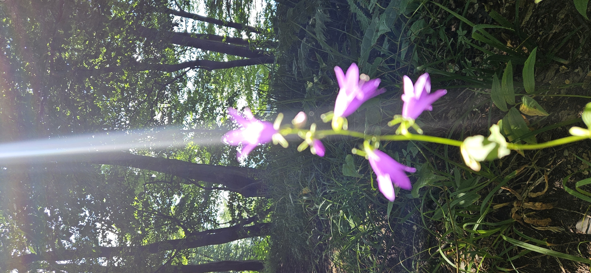 The image depicts a close-up of a delicate, bell-shaped purple flower with multiple blooms on a thin green stem. The flower is in sharp focus in the foreground, with its petals slightly blurred at the tips. Behind the flower, a sunbeam cuts diagonally through the scene, illuminating the foliage of a dense forest. The background consists of tall trees with lush green leaves and a thick undergrowth of grass and ferns. The overall impression is one of a serene, sun-dappled forest scene. The location is Unknown, Unknown.