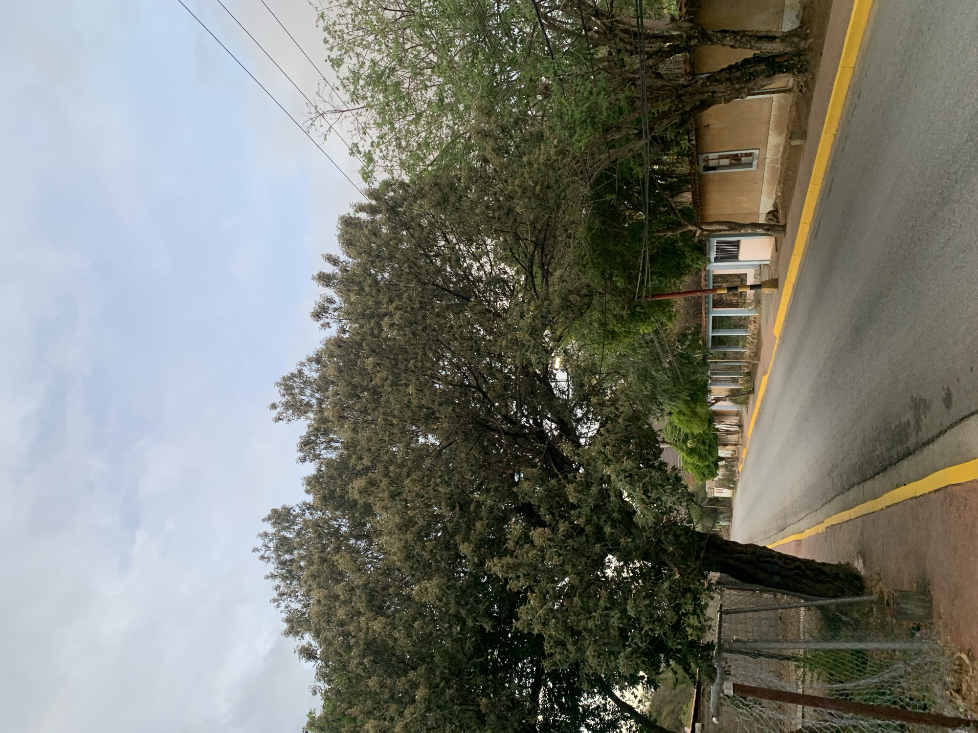 The image captures a static street scene in what appears to be a semi-urban or rural setting, specifically La Tagua, Venezuela. A narrow asphalt road, bordered by a distinct yellow line, stretches from the foreground into the distance. To the right of the road, a reddish-brown dirt or gravel path serves as a verge or sidewalk, beyond which stands a wire mesh fence.
Numerous trees dominate the left side of the frame and extend across much of the image. One large tree in the foreground has a thick, dark trunk and dense, light-green foliage that appears somewhat dusty or pale. Other trees with varying shades of green and some bare branches are also visible.
On the right side of the road, behind the trees, are several rustic-looking buildings. One prominent structure features a light brown or beige facade with a small, dark rectangular window. Further along the street, another building has a lighter-colored section with what resembles a barred opening. A red and white striped pole, possibly a barrier or marker, stands near the roadside.
The sky is overcast with a uniform light-grey cloud cover, suggesting either an early morning, late afternoon, or a generally cloudy day. Multiple power or utility lines crisscross the upper portion of the sky. No specific activity or event is taking place, and no people are visible. There is no discernible text in the image.