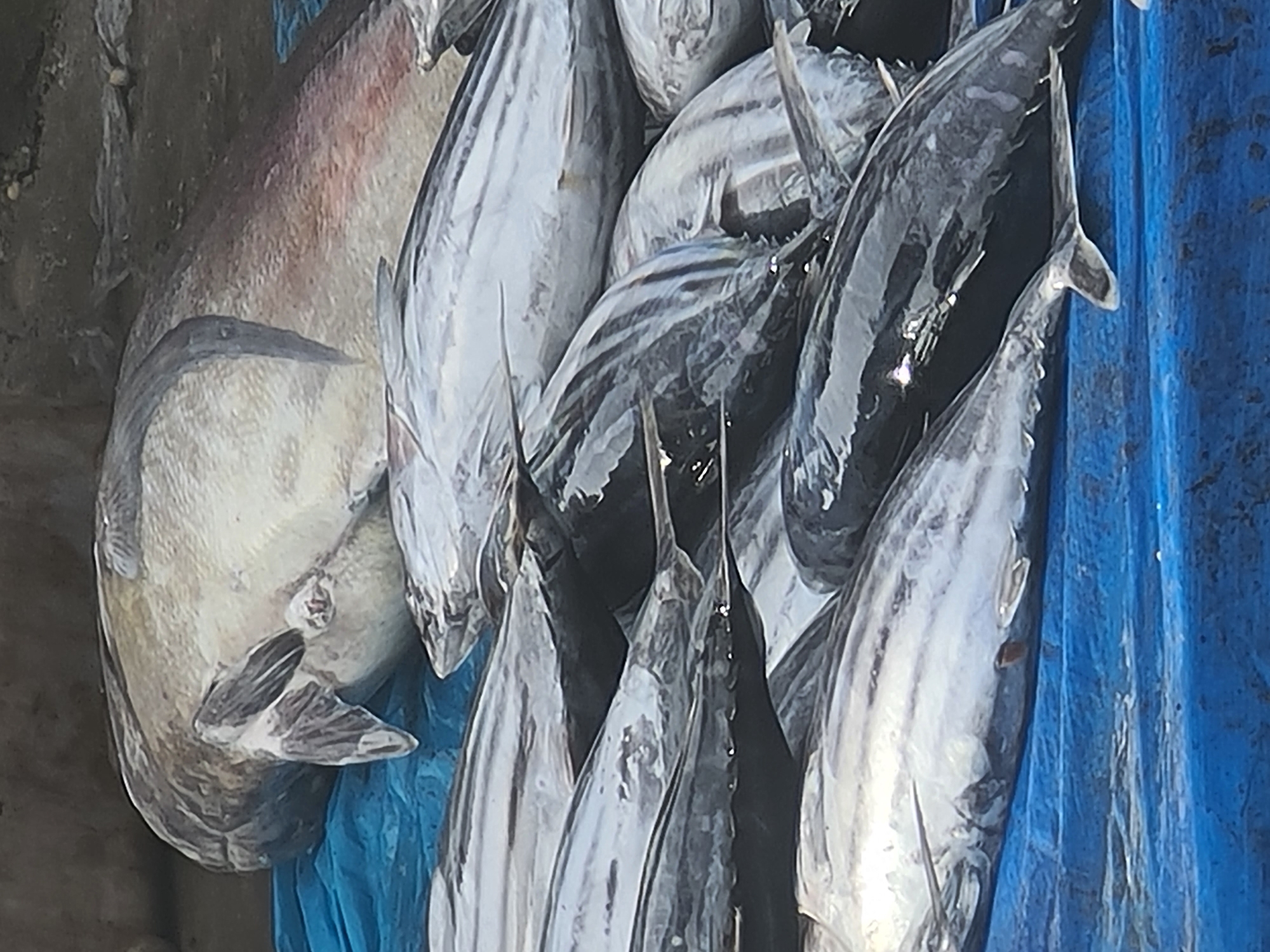 The image shows a pile of fish, likely tuna, in Lhokseumawe, Indonesia. The fish vary in size and color, with some appearing silvery-gray and others exhibiting a pinkish hue. They are arranged in a haphazard manner, suggesting a recent catch or market display. The background includes a blue tarpaulin or container, possibly used for transporting or storing the fish. The environment seems to be an outdoor setting, possibly a market or dock area.