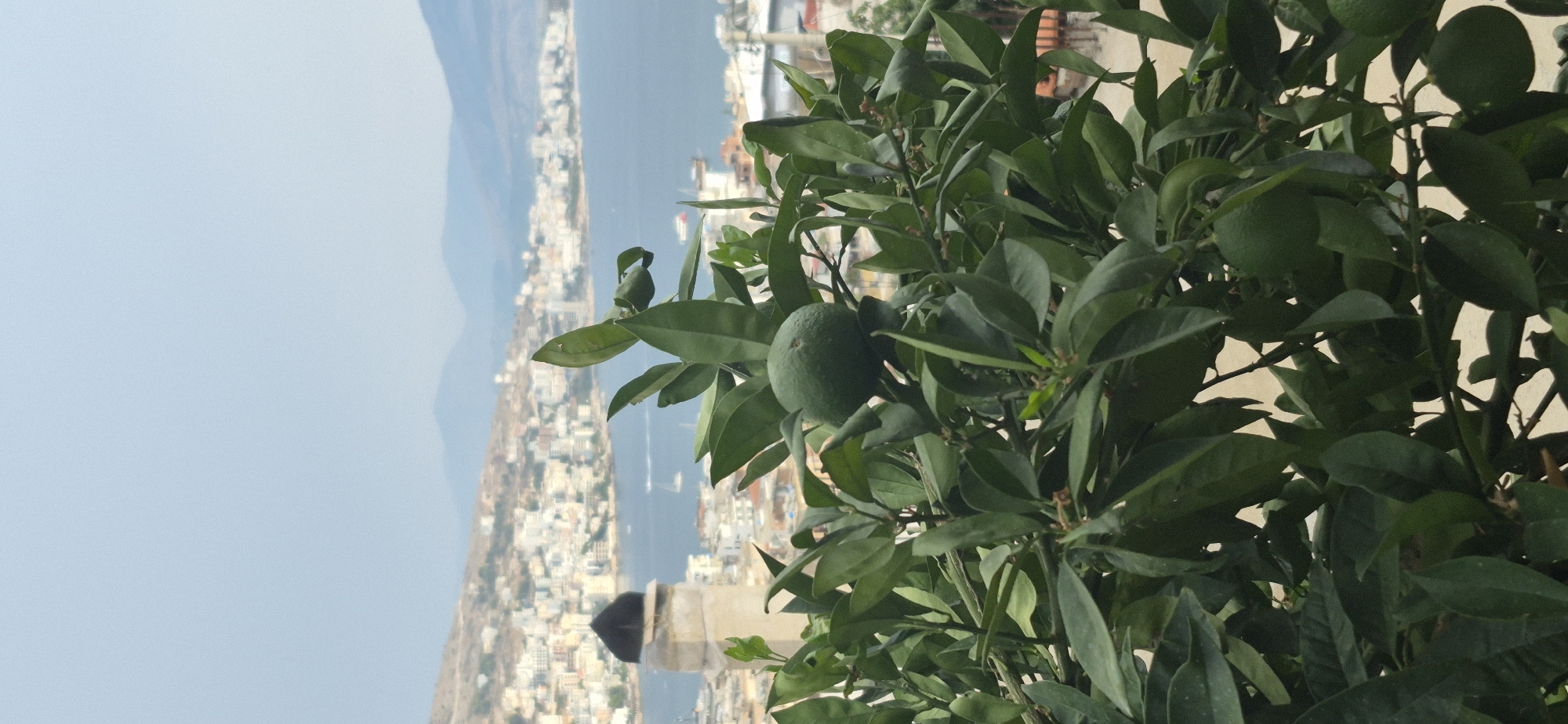 A close-up shot of a citrus tree branch with green fruit and leaves fills the foreground. In the background, the city of Saranda, Albania, is visible, with buildings clustered along a hillside overlooking a body of water. Mountains are in the far distance, and the sky is overcast. A unique minaret structure with a dark dome is visible on the left side of the frame, amidst the cityscape.