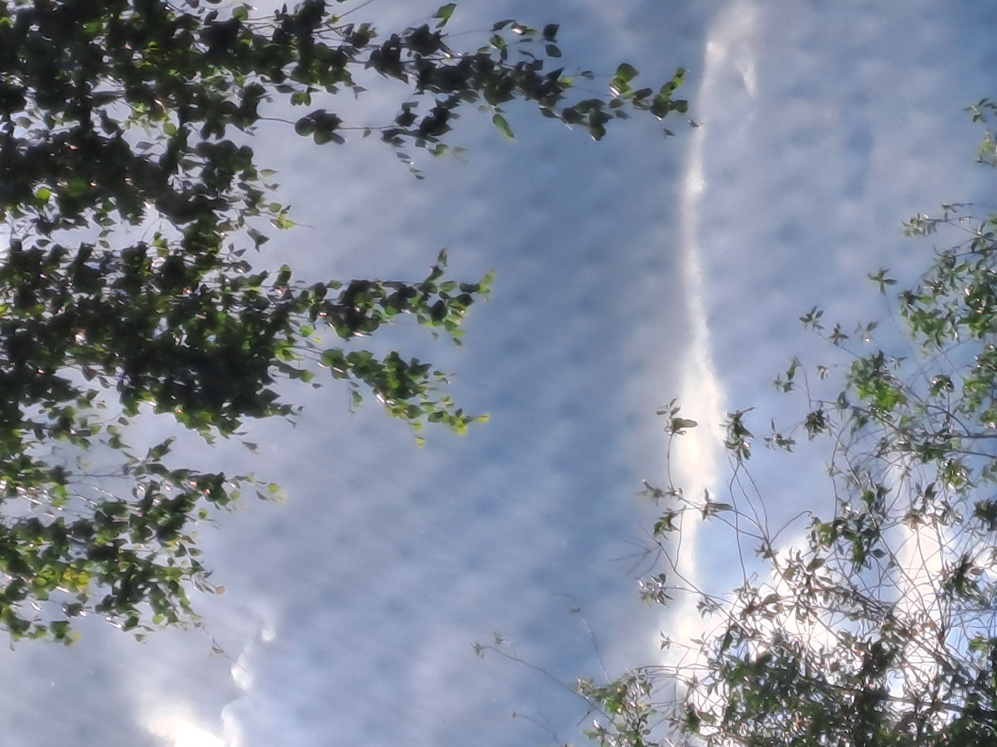 The image displays an upward view through tree branches and foliage against a bright blue sky with clouds, set in Полянки, Russia. Dense green leaves and dark branches frame the sky from the top-left and bottom-left, while sparser branches with smaller leaf clusters and visible twigs enter from the bottom-right.
The sky is a vibrant blue, partially covered by wispy, scattered white clouds. A distinct, long, and bright white cloud, possibly a contrail or a thin cirrus cloud, stretches vertically across the center-right side of the frame. Sunlight filters through the leaves, creating natural highlights on some of the foliage, indicating that the photo was taken during the daytime, likely midday or early afternoon. The scene conveys a sense of peaceful nature. There are no people, explicit activities, or visible text present.