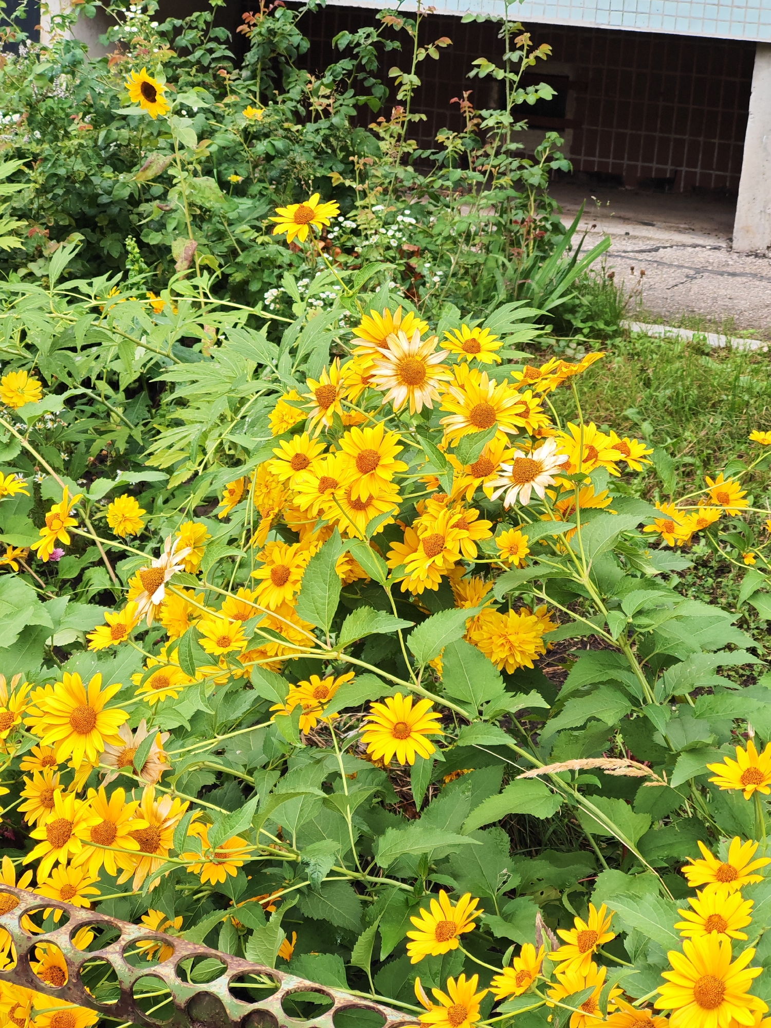A vibrant patch of yellow and white flowers, predominantly daisies, fills the foreground and midground of the image. The flowers are clustered together, with some in full bloom and others still developing. Lush green leaves surround the flowers, creating a dense foliage. In the background, a building with light-colored tiles and dark openings is visible, along with a patch of grass. The scene appears to be an outdoor setting, possibly a garden or park area, in the city of Tolyatti, Russia. No people or animals are present in the image, and there are no discernable actions or interactions occurring. A section of a metal structure with circular openings is partially visible in the lower left corner of the image.