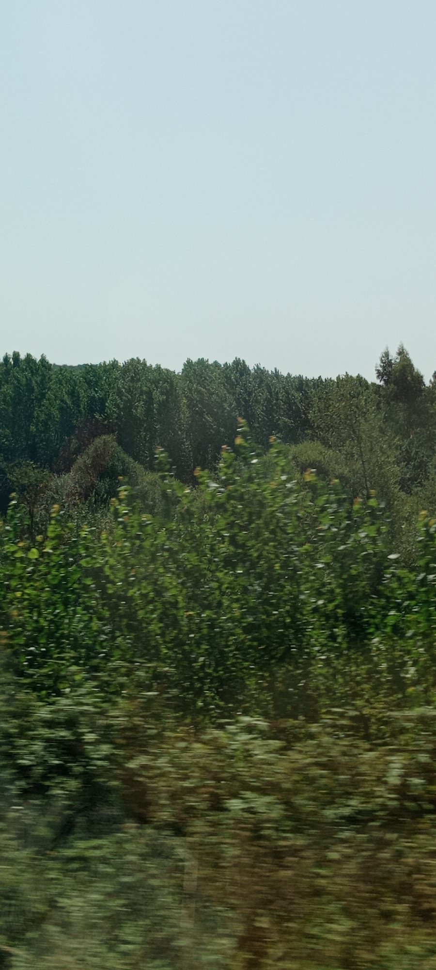 The image displays a dense, green forest with a clear, pale blue sky above. The foreground is blurred, indicating motion, with streaks of green and brown foliage suggesting a fast-moving perspective, possibly from a vehicle. The middle ground is occupied by a line of trees with varying shades of green, some appearing taller and more mature, while others are shorter and more shrub-like. The background shows a further expanse of trees, forming a continuous forest canopy. The scene is devoid of any human presence or man-made structures, depicting a natural, undeveloped landscape. The light suggests it is daytime, with no indication of specific weather conditions beyond the clear sky.