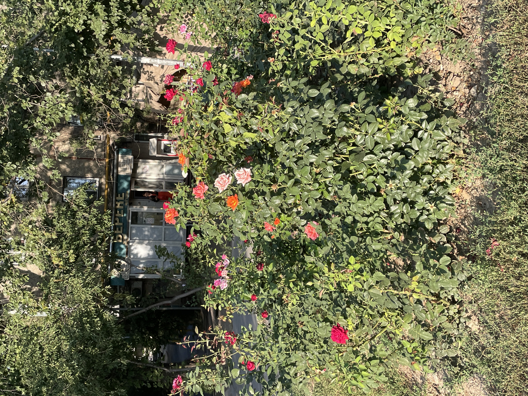 In Almaty, Kazakhstan, a vibrant rose bush flourishes in front of a building. The bush is densely packed with lush green leaves and adorned with numerous roses in various stages of bloom. The roses display a spectrum of colors, including deep reds, soft pinks, oranges, and a few fully opened orange-red blooms. The building behind the roses appears to be a small store or shop, indicated by a sign that reads "БЕРЕКЕ" (Bereke), which is a Kazakh word meaning "prosperity" or "blessing." The store has a light-colored facade with large glass windows. Sunlight casts shadows through the leaves of a large tree situated to the left of the store, partially obscuring the view of the building's upper floors. The ground in the foreground is covered with dry grass and soil. A person in a red outfit is partially visible to the right of the store's entrance, suggesting ongoing activity at the location. The overall scene captures a bright, sunny day in a possibly urban environment, highlighted by the contrast between the natural beauty of the roses and the man-made structures.