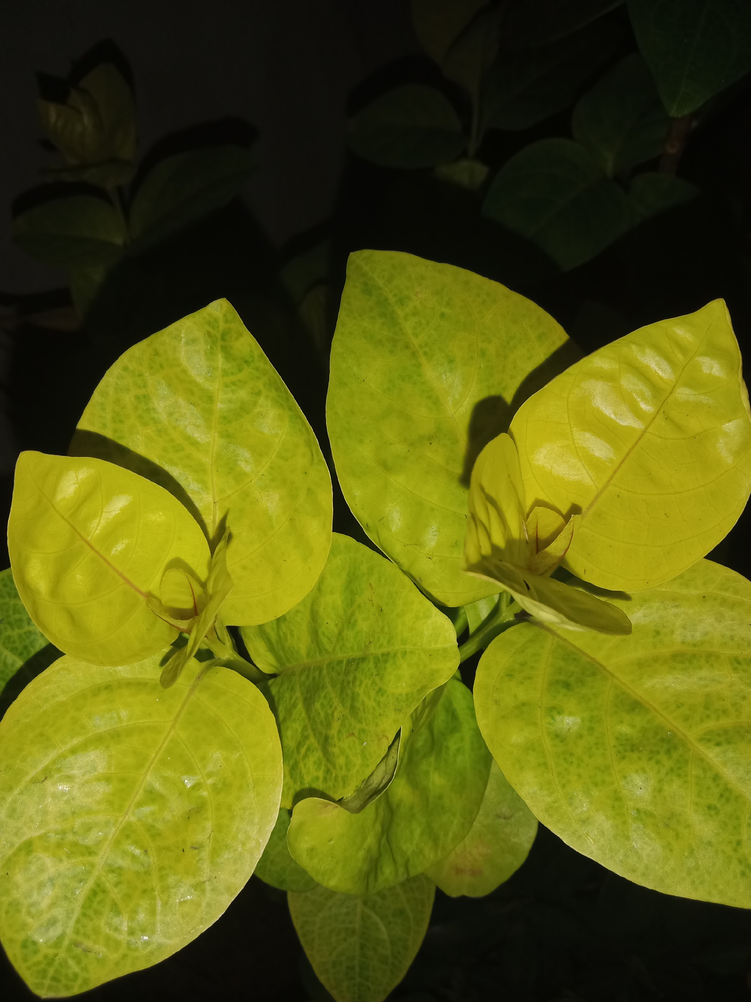 The image shows a close-up of several bright yellow-green leaves of a plant, some of which appear to be new growth. The leaves are large and ovate with visible veins. The background is dark, suggesting the photo was taken at night or in low light conditions, with some darker green leaves and indistinct shapes of branches visible. There are no people or animals present. The scene is indoors or in a sheltered outdoor space, as indicated by the dark, uniform background. The location is not specified beyond the city of Lemahkembar, Indonesia.