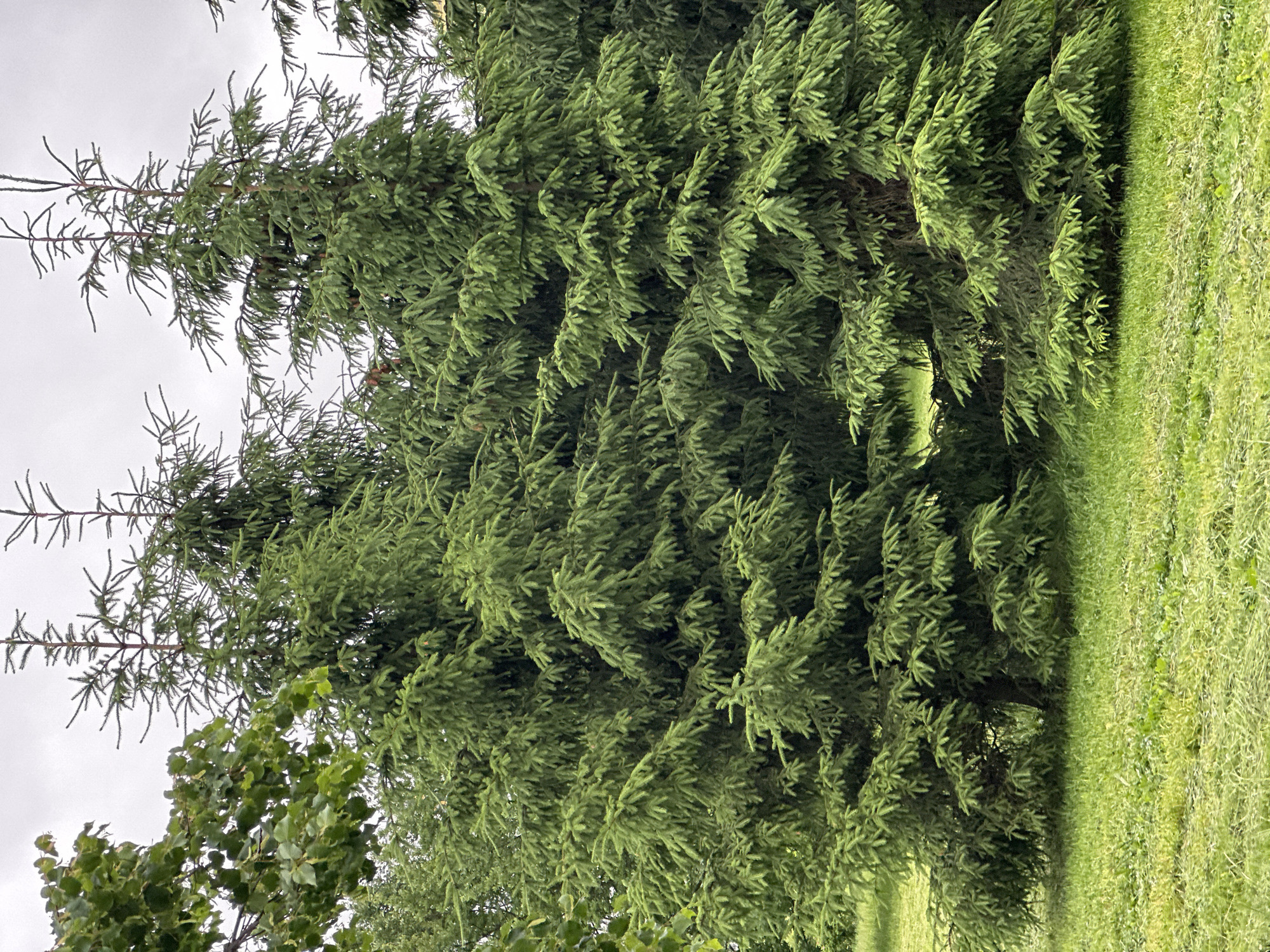 The image shows a dense cluster of coniferous trees, likely spruce or fir, in Saint Petersburg, Russia. The trees are tall and full, with their branches reaching down to the ground. They are set against a backdrop of a cloudy, overcast sky. In the foreground, there is a well-maintained lawn, appearing freshly cut in some areas, with a few scattered weeds. To the left, a branch of a deciduous tree with broad leaves is visible, providing a contrast to the evergreen foliage. The overall scene suggests a park or a garden setting within the city. There are no people or animals present in the image.