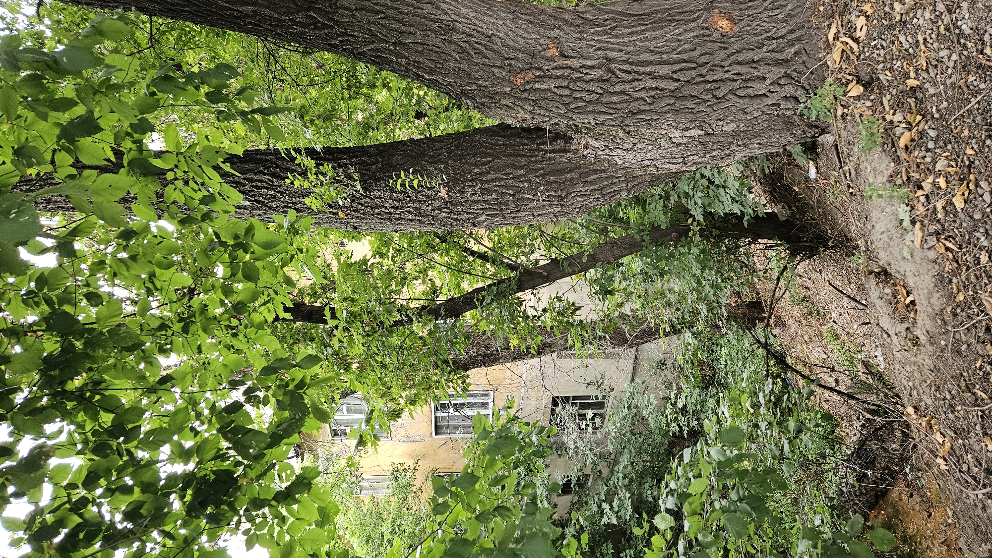 The image shows a dense, overgrown area with large trees in the foreground. The trees have thick, textured bark and are covered in green leaves, with some leaves also littering the ground. Behind the trees, a portion of a faded yellow apartment building is visible, with several windows that appear to be multi-paned. The building's facade is weathered and cracked. The ground is a mix of dirt, small stones, and fallen leaves. The overall impression is one of a neglected urban space where nature is encroaching on man-made structures. The location is identified as Almaty, Kazakhstan.