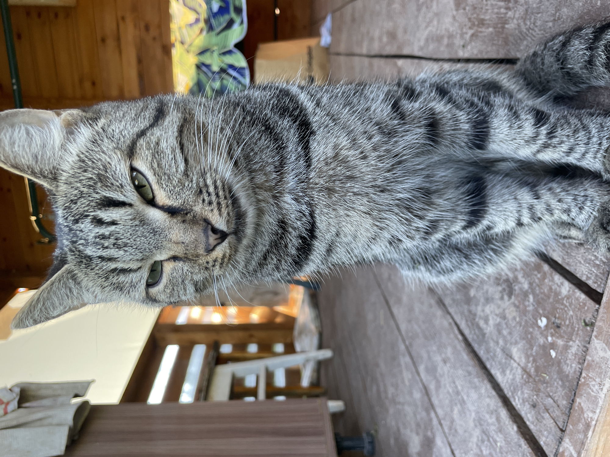 A tabby cat with green eyes and gray and black stripes sits on a wooden porch. The cat is facing the camera with its head tilted slightly to the left. Its ears are perked up, and its whiskers are visible. The porch is made of weathered wooden planks, and some debris is scattered on the surface. In the background, there is a wooden structure with a white chair and a table, suggesting an outdoor seating area. The overall setting appears to be a residential area in Большая Венья, Russia, likely a backyard or a patio.