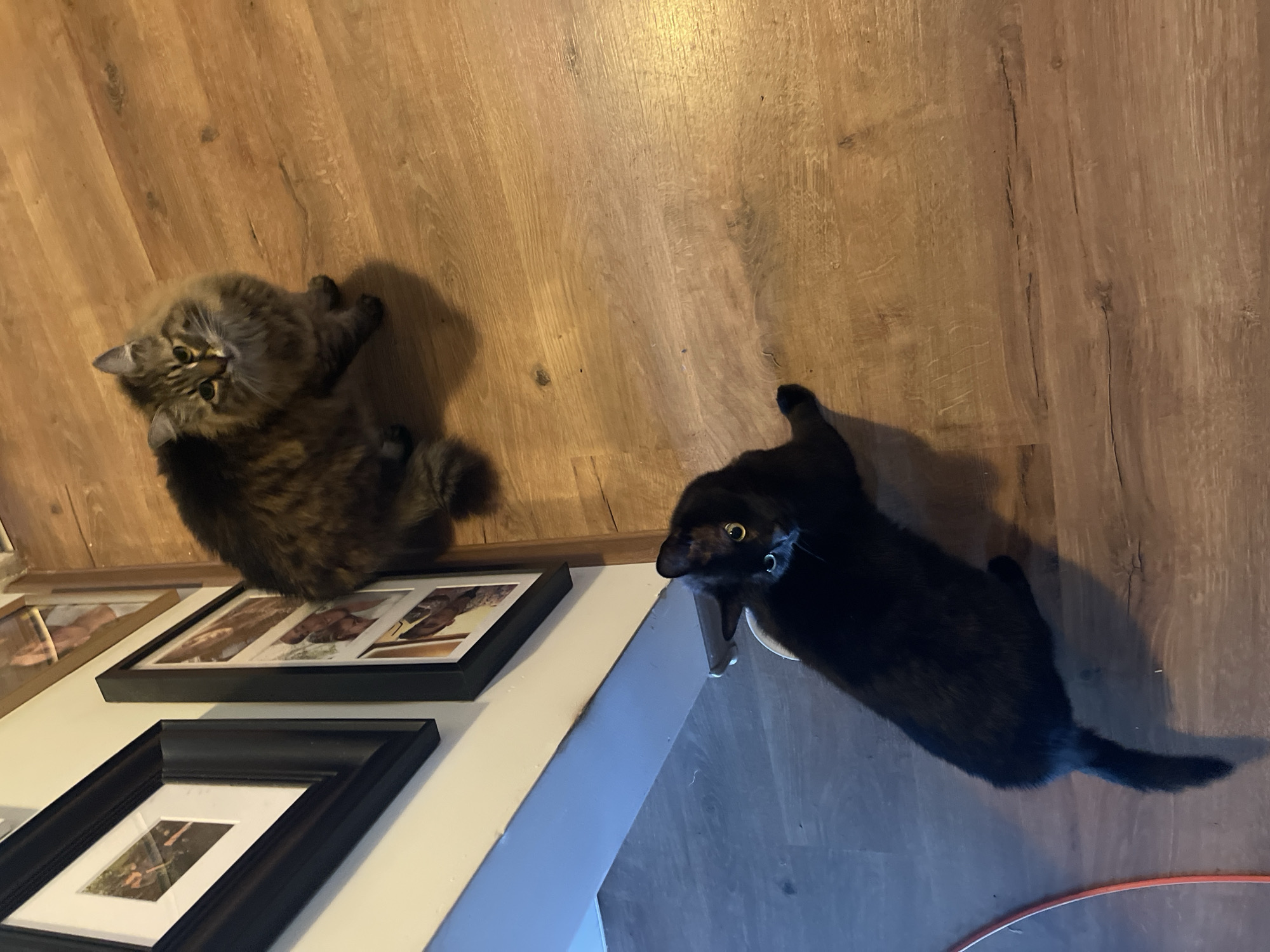 Two cats are on a wooden floor. One cat is brown and fluffy, lying near picture frames on a white surface. The other cat is black, lying further out on the floor. The location is not apparent.