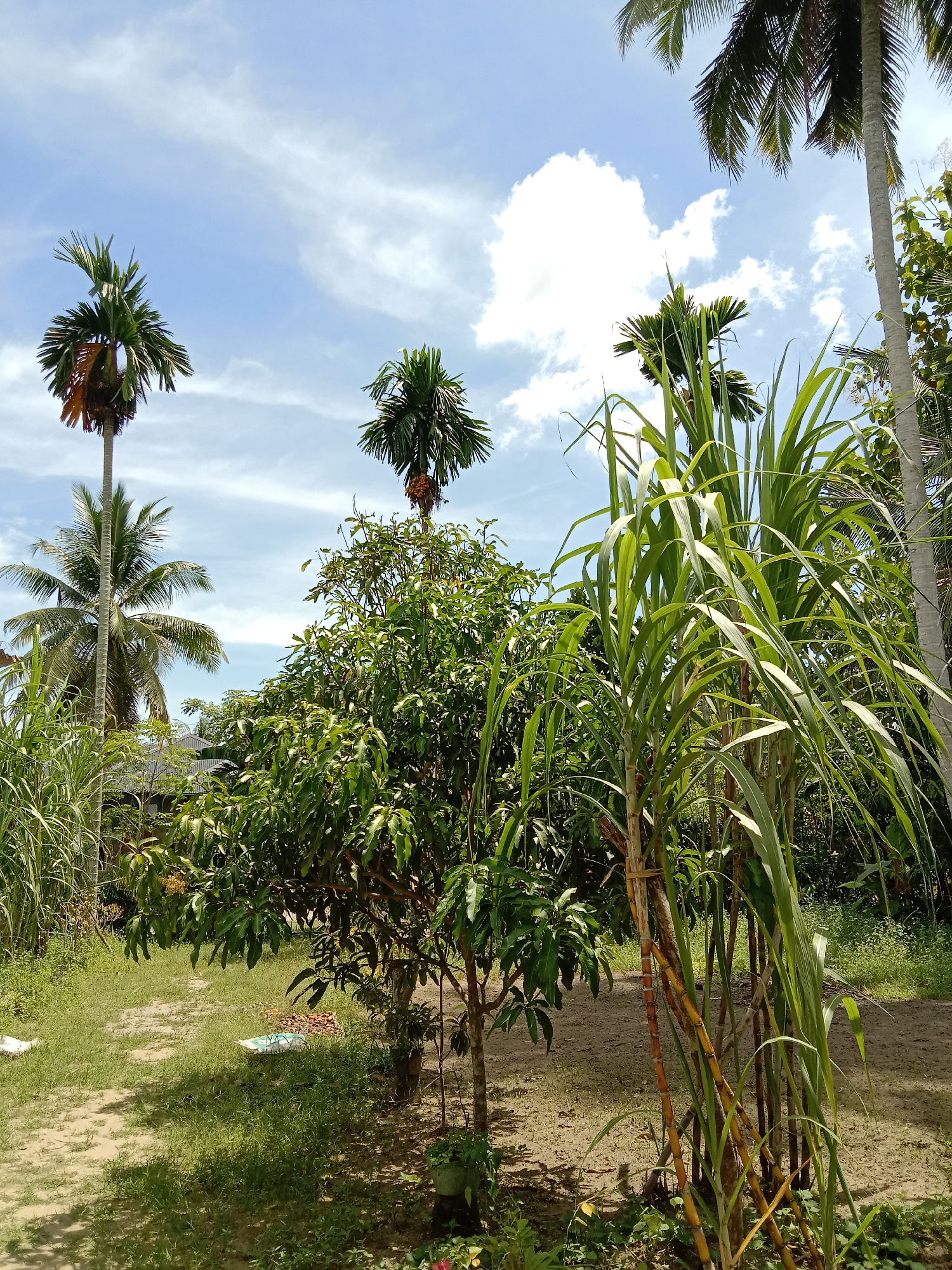 The image shows a sunny outdoor scene in Blangkarieng, Indonesia, with lush vegetation. In the foreground, there is a small mango tree, alongside stalks of sugarcane. Palm trees of varying heights are scattered throughout the image. The sky is blue with scattered white clouds. The ground is covered in grass and dirt. There is a white object on the ground near the mango tree.