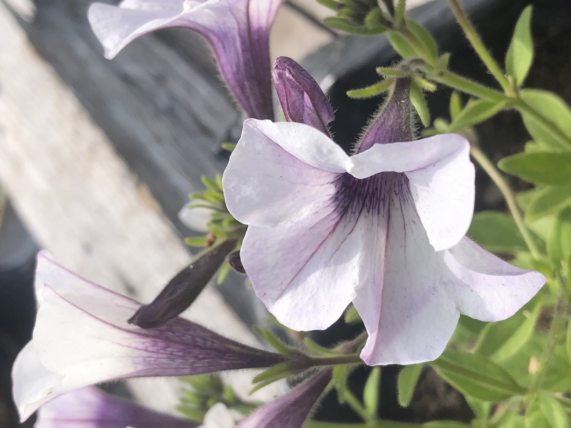 A close-up, high-angle shot captures several light purple and white petunia flowers in bloom. The petals exhibit dark purple veining extending from the center of the trumpet-shaped flowers. Some petals are unfurled, while others remain in bud. The flowers are set against a blurred background of green foliage and weathered wooden planks. No specific location in Nagornyy, Russia is discernible from the image.