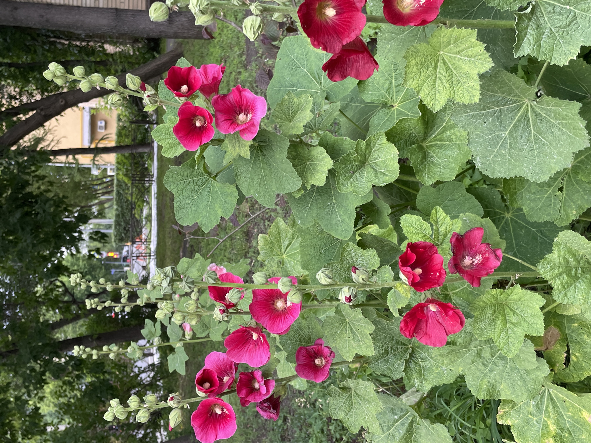 The image shows a cluster of bright pink hollyhock flowers in bloom, set against a backdrop of green foliage and trees. The flowers are vibrant and several are in various stages of opening, with some showing their deep pink or red centers. The leaves of the hollyhocks are large, green, and textured, forming a dense canopy. In the background, there are trees, a building that appears to be residential, and hints of urban infrastructure such as a street and a traffic light, suggesting an outdoor setting within a city. The lighting is natural, implying daytime. The scene is located in Moscow, Russia.