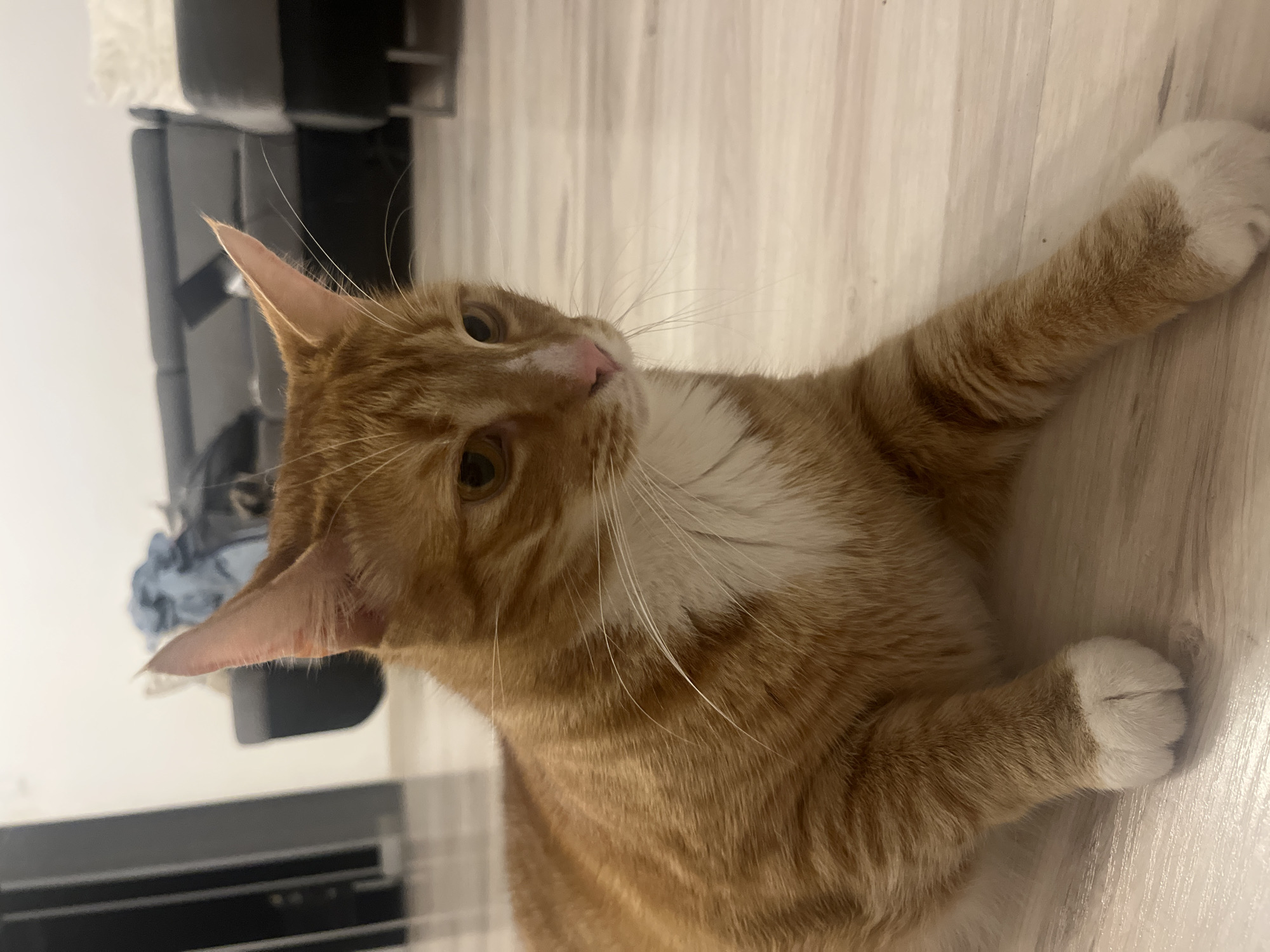 An orange tabby cat with white paws and chest is lying on a light-colored wooden floor. The cat is looking to its right with its ears perked. In the background, a dark gray sofa and part of a lighter gray sofa are visible, along with some folded clothing items. The setting appears to be an indoor living space. There is no visible indication of the location being in Zabrze, Poland.