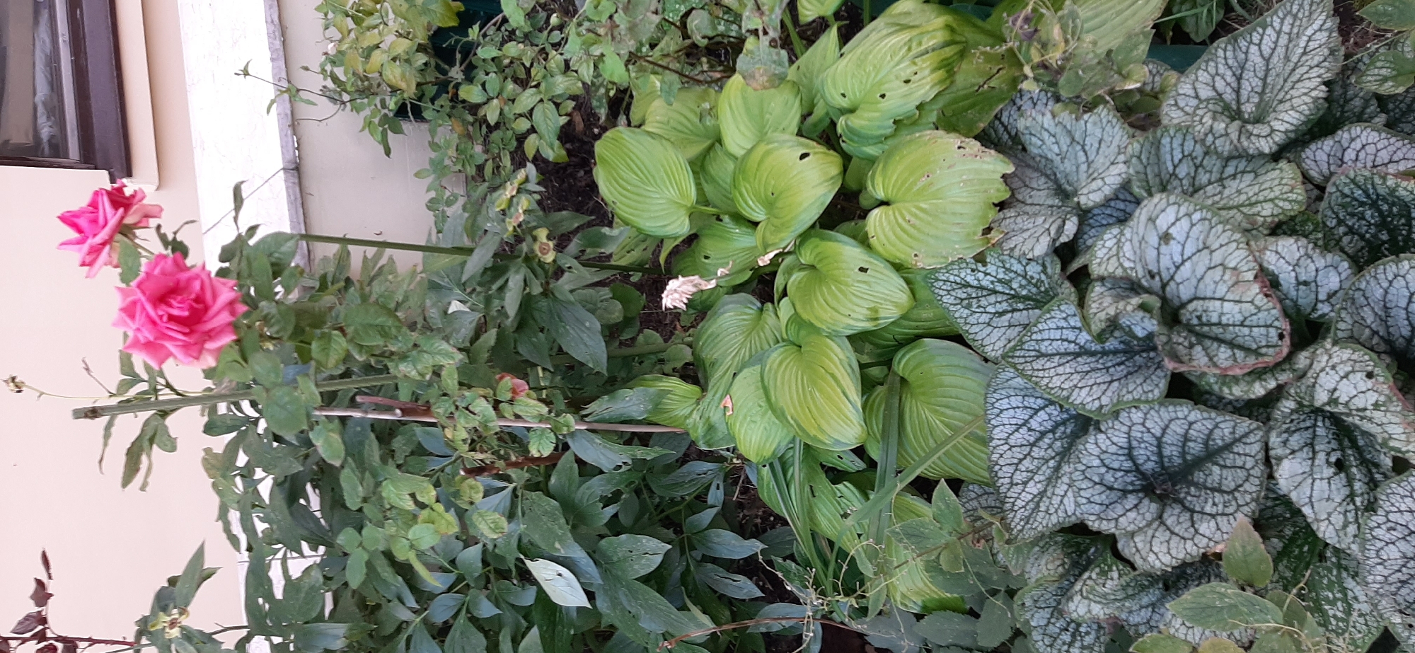 An overhead, eye-level shot captures a lush garden bed. Two pink roses bloom on a stalk at the top of the frame, their petals vibrant against the backdrop of a pale peach-colored wall. Below the roses, large, heart-shaped leaves in various shades of green create a dense ground cover. The leaves are textured with prominent veins, and some show signs of damage from pests, with small holes and brown edges. In the foreground, a cluster of smaller, heart-shaped leaves with intricate, silvery-white vein patterns adds a contrasting visual element. The garden appears to be located in an urban setting, with the wall and a sliver of a dark-framed window suggesting it is part of a building. The scene is well-lit, indicating it was captured during daylight hours.