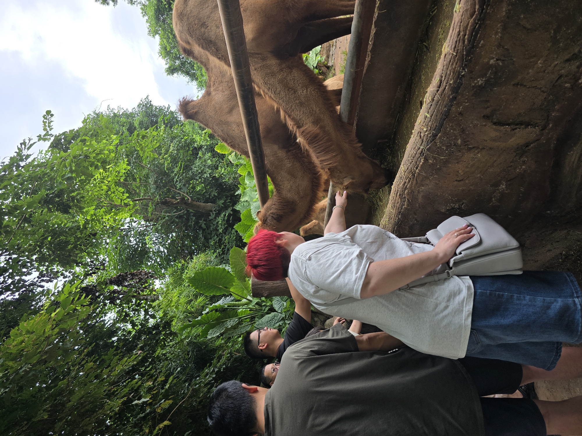 This is a photograph taken at the Hainan Tropical Wildlife Zoo in Xiuying District, China, where several people are interacting with camels. In the foreground, a woman with bright red hair is reaching out her hand towards a camel's mouth as it eats from a trough. She is wearing a light-colored t-shirt and denim shorts, and carrying a light gray purse. Behind her, several other individuals are visible, including a man in a dark t-shirt and dark shorts, another man in a black shirt and glasses, and a third person partially obscured behind them. The camels, which appear to be dromedaries due to their single humps, are brown and are actively feeding from a long, wooden trough filled with hay or grass. The environment is lush and green, with abundant foliage and trees surrounding the enclosure, suggesting a tropical setting within the zoo. The sky is overcast, with visible clouds. The interaction appears to be a feeding experience offered to visitors at the zoo.