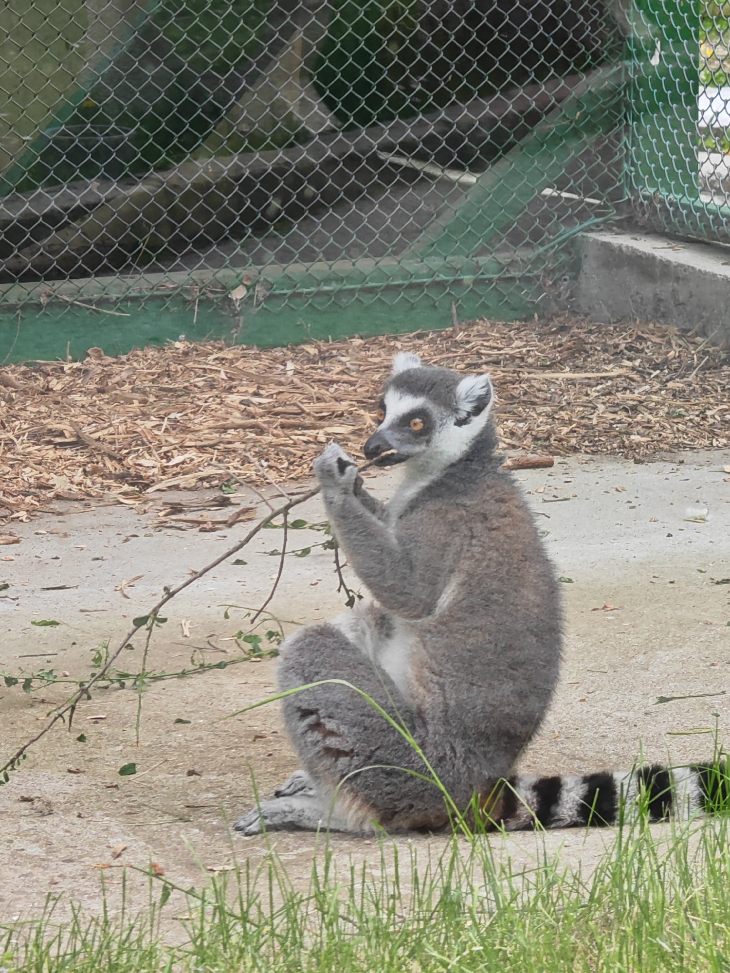 A ring-tailed lemur is sitting upright on the ground in an outdoor enclosure. It holds a small branch in its hands and appears to be eating from it. The lemur's tail, characterized by alternating black and white bands, extends into the foreground. Behind the lemur is a concrete area covered with wood shavings. A chain-link fence stands in the background, suggesting the lemur is in a zoo or wildlife park. The foreground features blades of green grass. The location is possibly the Shumen Zoo in Shumen, Bulgaria.
