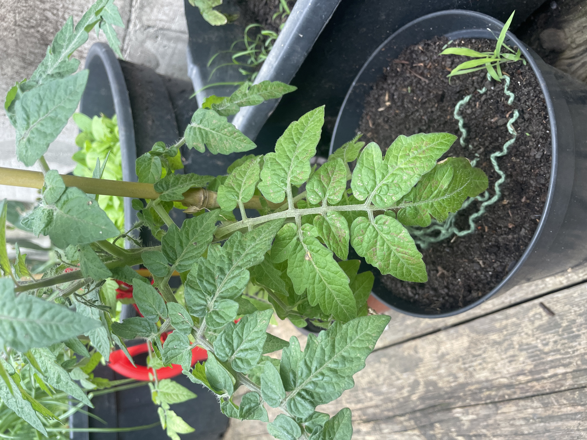 The image shows a close-up view of a potted tomato plant, potentially located outdoors on a wooden deck or platform. The plant is green with compound leaves exhibiting some spotting or discoloration. A stake supports the plant's stem. The plant is in a black plastic pot filled with dark soil. There's a smaller plant (possibly a weed) growing in the same pot, next to a green, coiled support structure. In the background, partially visible, are other potted plants and a light-colored wall or surface. Location information (Olginka, Russia) cannot be confirmed from the image alone.
