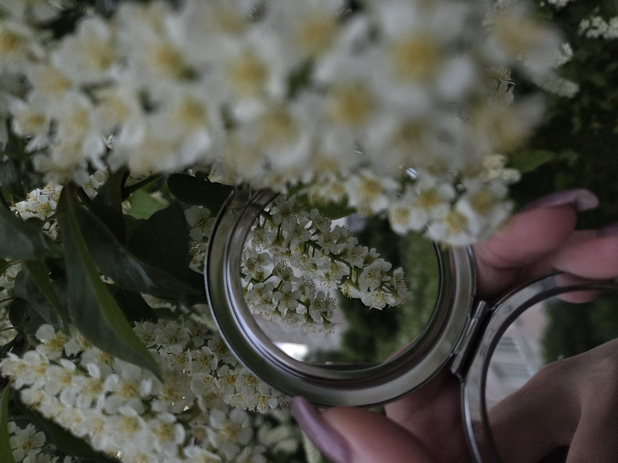 The image shows a hand holding a silver compact mirror in front of white flowers with yellow centers. The flowers are both in focus and out of focus, creating depth. The mirror reflects the flowers, and a finger with a mauve nail is visible. The location is Unknown, Unknown.