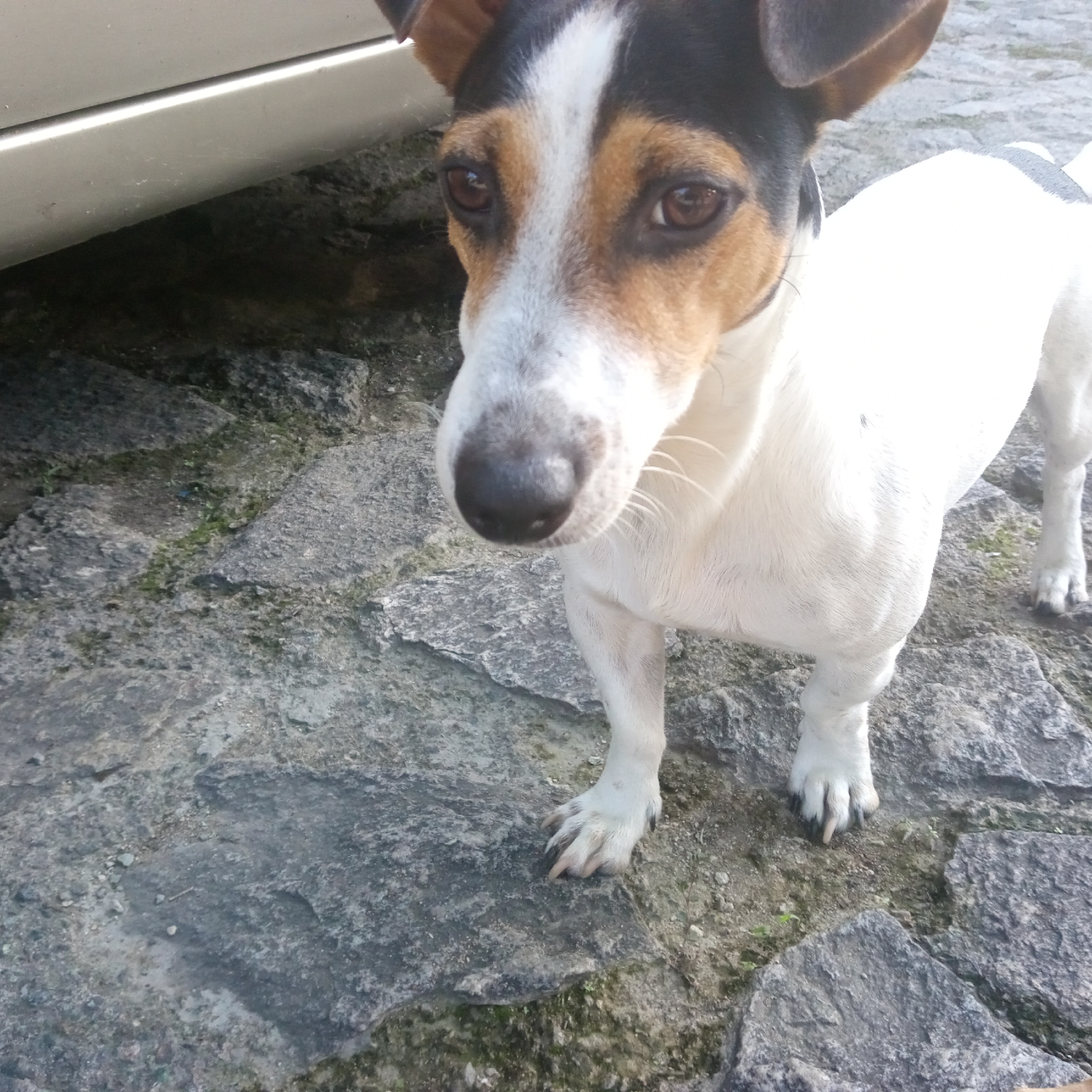 A small, tan, black, and white Jack Russell Terrier stands on a cobblestone surface. The dog is facing slightly to the left, with its head turned towards the viewer. Its left ear is perked up, while its right ear is slightly lower. The dog's eyes are dark brown and appear to be looking forward. Its nose is black and moist. The dog's body is mostly white with some black markings on its back and head. The cobblestone surface is composed of irregular grey stones of varying sizes, with some patches of green moss and dirt visible between them. To the upper left of the frame, a portion of a light-colored vehicle is visible. The scene appears to be outdoors, possibly in a park or street in El Limón, Venezuela.
