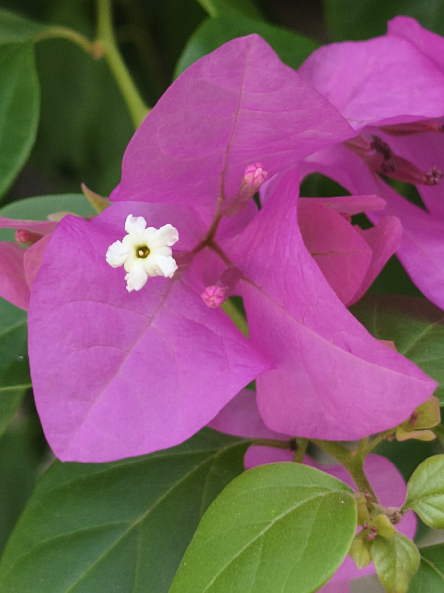 The image is a close-up, vertical shot of a vibrant pink bougainvillea flower with a tiny white flower at its center. The pink bracts of the bougainvillea are the dominant feature, with their delicate texture and soft, translucent appearance. The small white flower has five petals and a greenish-yellow center, and it is positioned slightly off-center on one of the larger pink bracts. Green leaves provide a contrasting backdrop, adding depth and natural context to the composition. The lighting appears soft and diffused, highlighting the intricate details of the petals and foliage. The scene is likely from a garden or natural setting. While the image does not contain any explicit markers of location, bougainvillea is a common ornamental plant found in tropical and subtropical regions like Nha Trang, Vietnam, often seen in parks, gardens, and adorning walls and fences throughout the city.