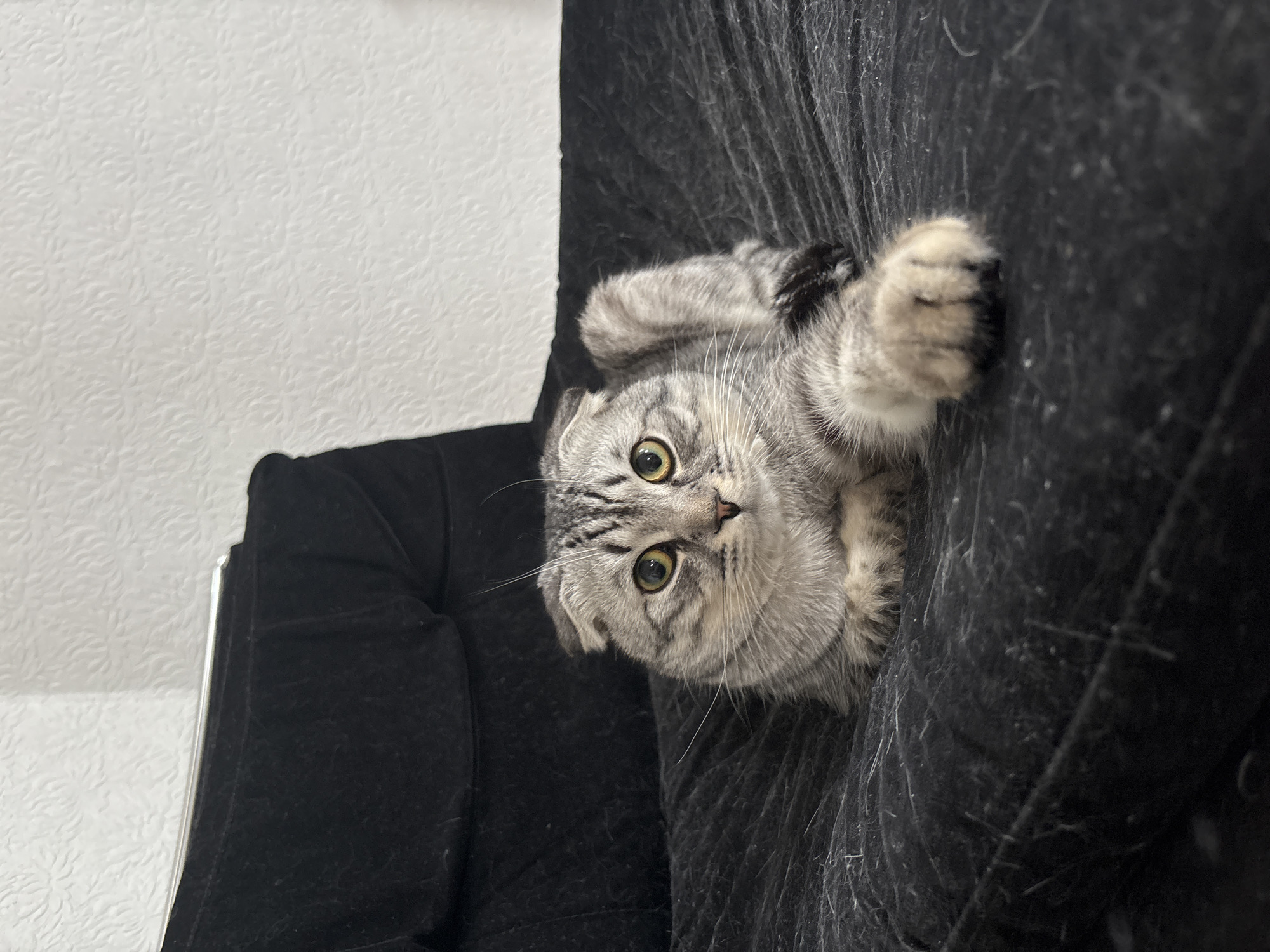 A gray tabby cat with golden eyes lies upside down on a dark gray plush-covered piece of furniture, possibly a sofa or chair. The cat's paws are extended, and its head is tilted to look directly at the viewer. The background includes a white wall on the left. The image does not provide any information to determine its location in Perm, Russia.
