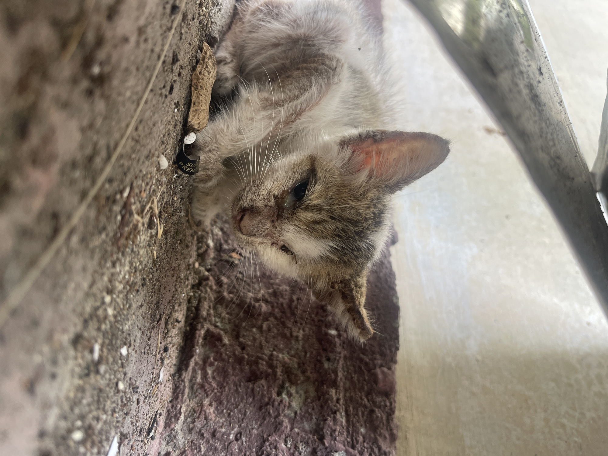 A malnourished kitten is huddled on a dusty ground next to a rough, reddish-brown textured wall. The kitten, with dirty white and grey fur, has visible eye discharge and appears weak. In front of the kitten, a peanut shell and a small piece of black material with white lettering are visible. Above the kitten, a metallic structure is partially visible. The scene is set outdoors, with hints of natural light filtering in. The location is identified as Julicotmeurak, Indonesia.