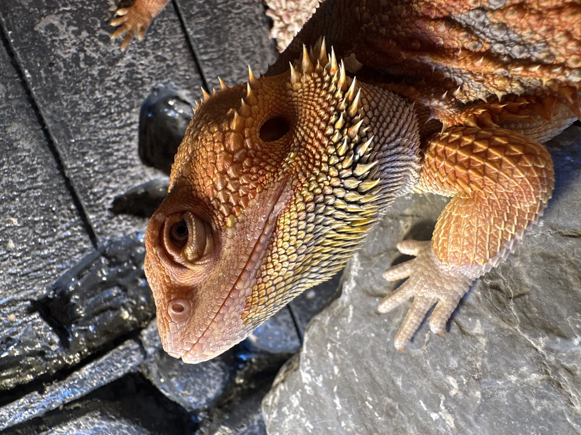 A close-up, profile shot features a bearded dragon lizard resting on a grey, textured surface. The reptile's head is prominently displayed, showcasing its orange and yellow scales and spiky beard. Its eye is open and appears alert. A portion of its front leg and hand, with its distinct, scaled digits, is visible on the lower left side of the frame, resting on a different, smoother grey rock. The background consists of dark, rocky structures. The image is lit with a spotlight from the upper left, casting shadows and highlighting the texture of the lizard's scales. The overall scene is a naturalistic habitat for the reptile. There is no indication of Seversk, Russia, or any urban environment within the image.