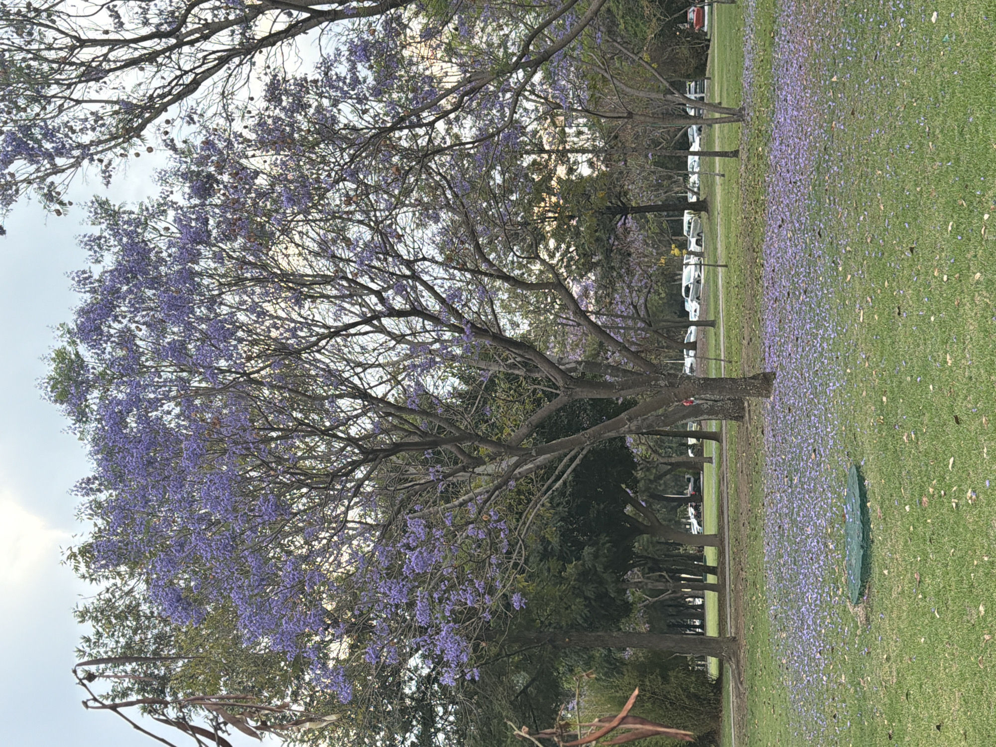 The image depicts a park setting in San Andrés Cholula, Mexico, characterized by Jacaranda trees in full bloom, their purple flowers coloring the landscape. The trees line a grassy area, with fallen blossoms scattered across the grass, creating a purple carpet effect. A row of parked white cars is visible in the background, suggesting a parking area adjacent to the park. The sky is overcast.