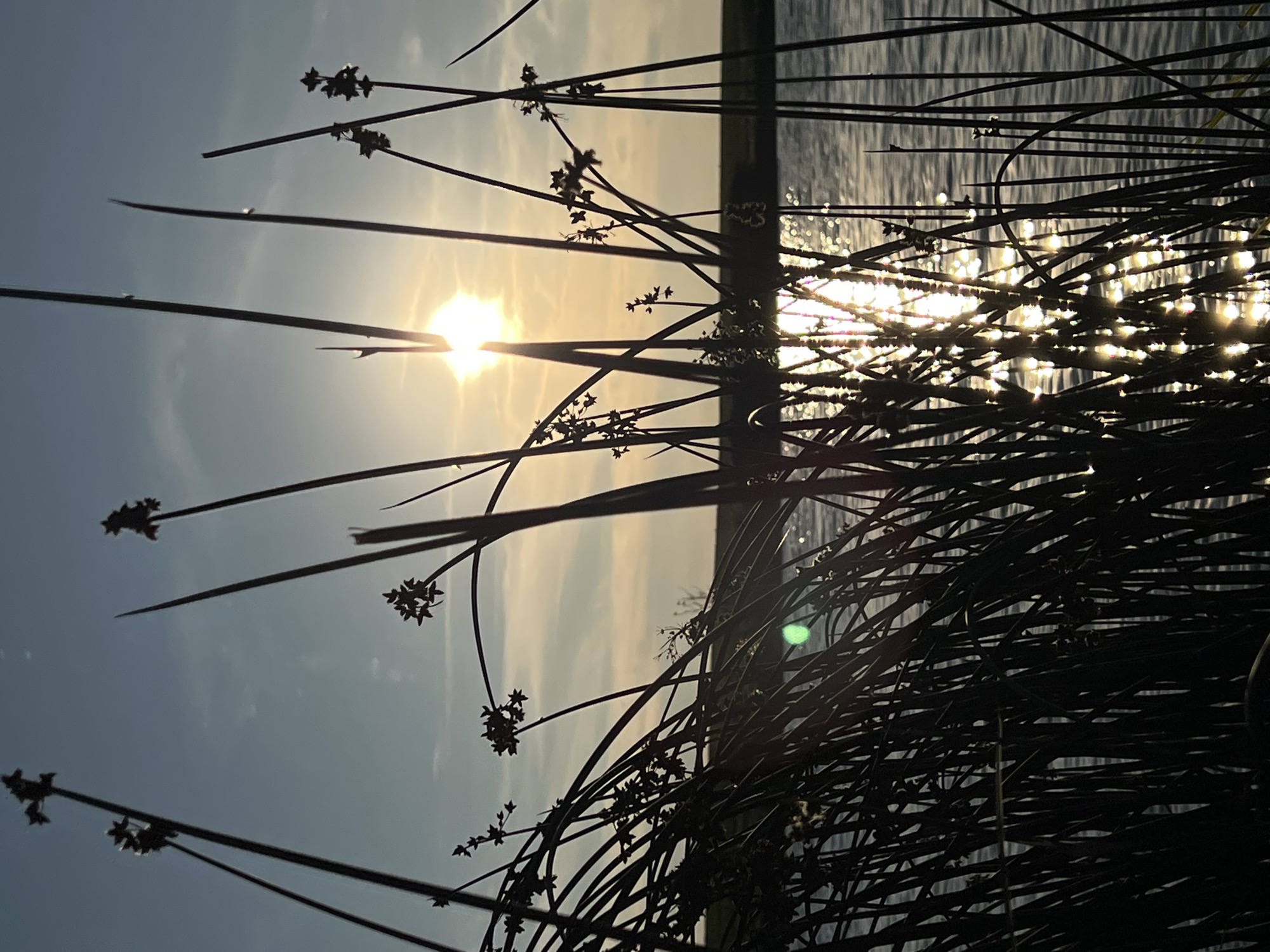 The image depicts a serene natural scene at sunset, likely in or near Laskivtsi, Ukraine. Tall, slender reeds or grass stalks, silhouetted against the sky, dominate the foreground. These stalks are dark and appear to be in motion, possibly swaying in a gentle breeze. The sun is setting low in the sky, positioned slightly off-center to the right, casting a warm, golden glow. Its rays are partially obscured by the reeds, creating a lens flare effect and reflecting brilliantly on the surface of a body of water in the background. The water is calm, with gentle ripples catching the sunlight. A faint, dark horizon line separates the water from a pale, hazy sky that transitions from a soft blue at the top to a warmer, lighter hue near the horizon, indicating the end of the day. No people or animals are visible in the frame. The overall atmosphere is one of tranquility and natural beauty.
